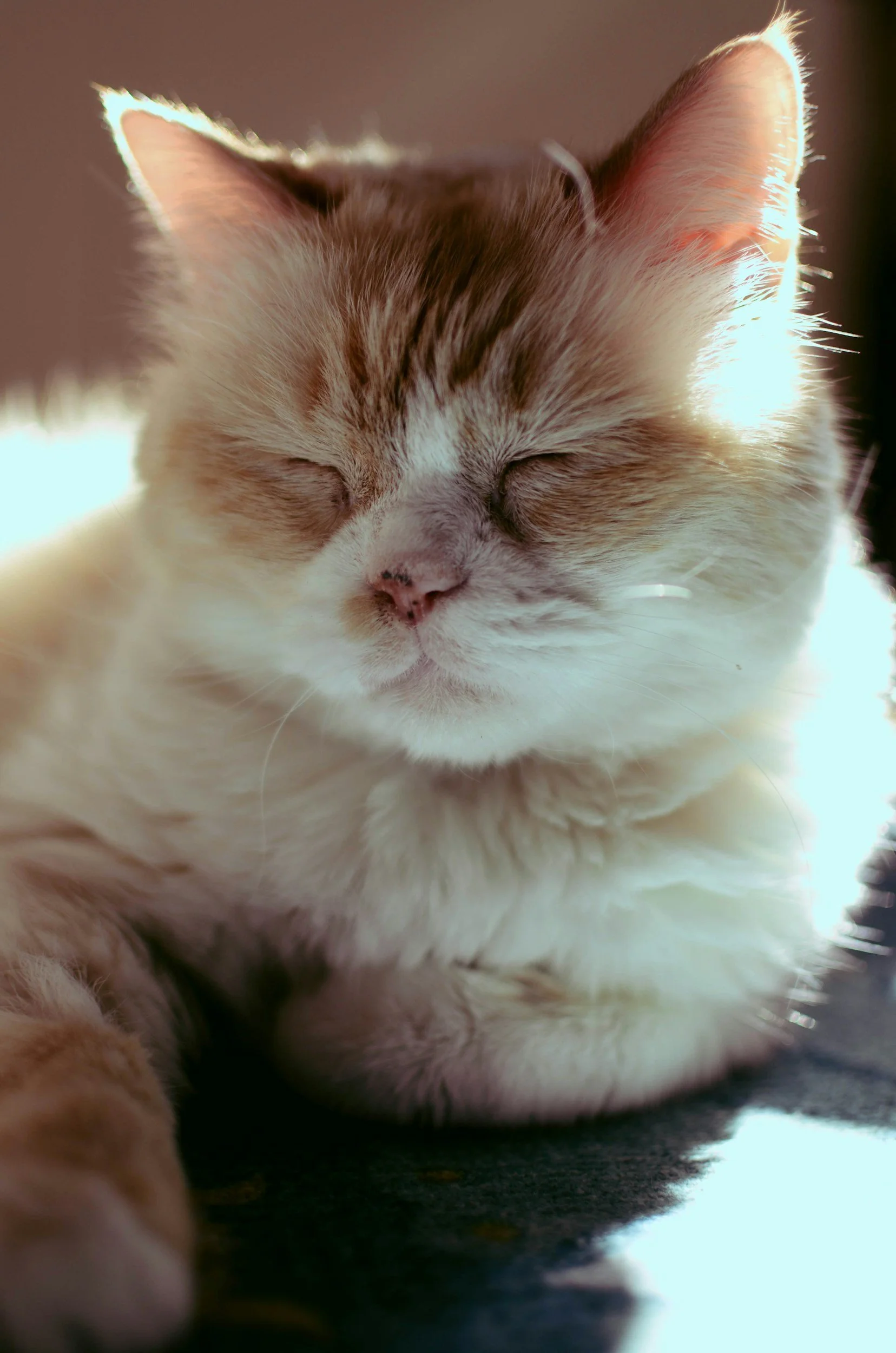 Close-up of a sleeping cat with light shining on its ears and face, showing its closed eyes and pink nose.