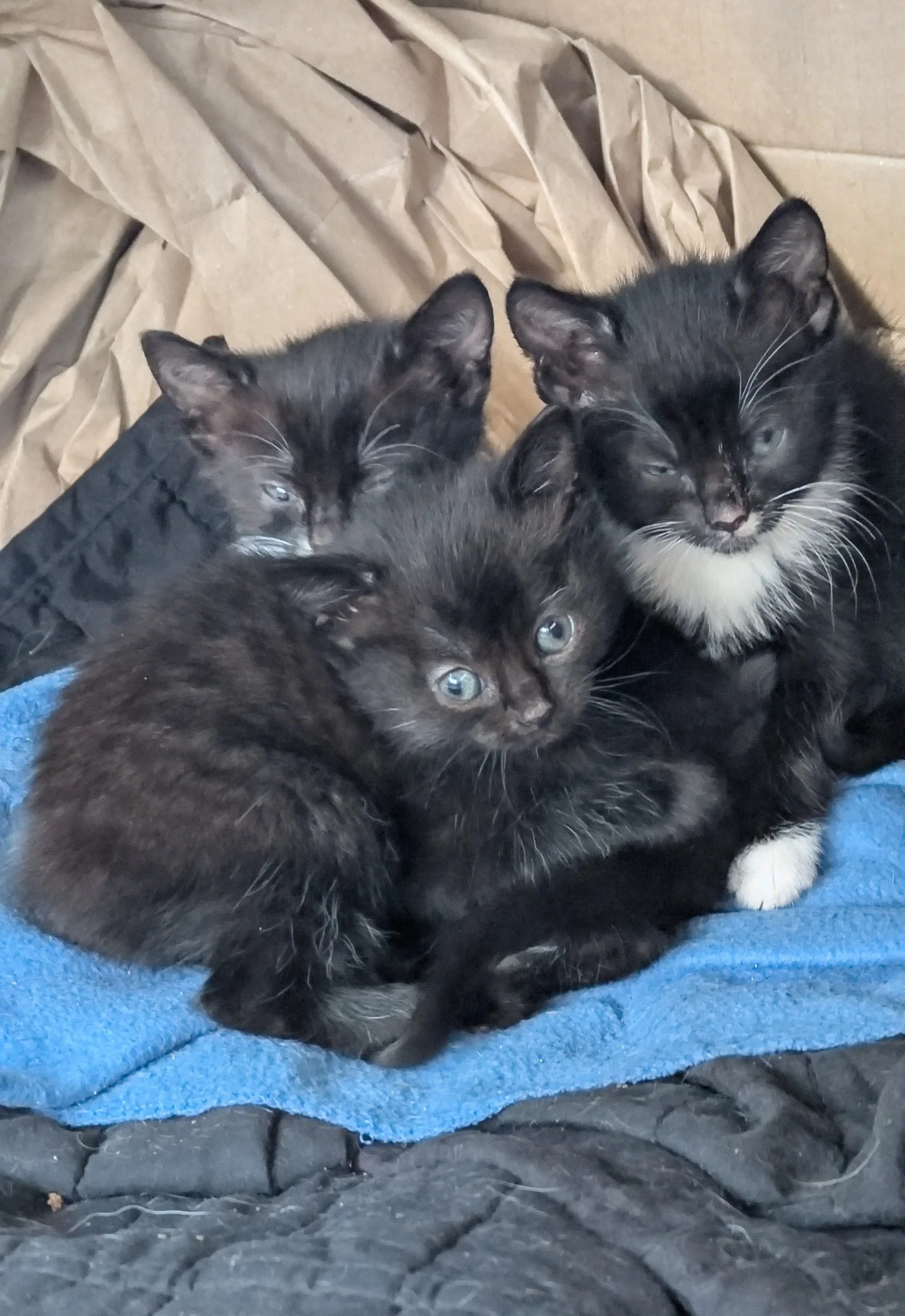 Three black kittens with blue eyes sitting on a blue towel and surrounded by crumpled brown paper.