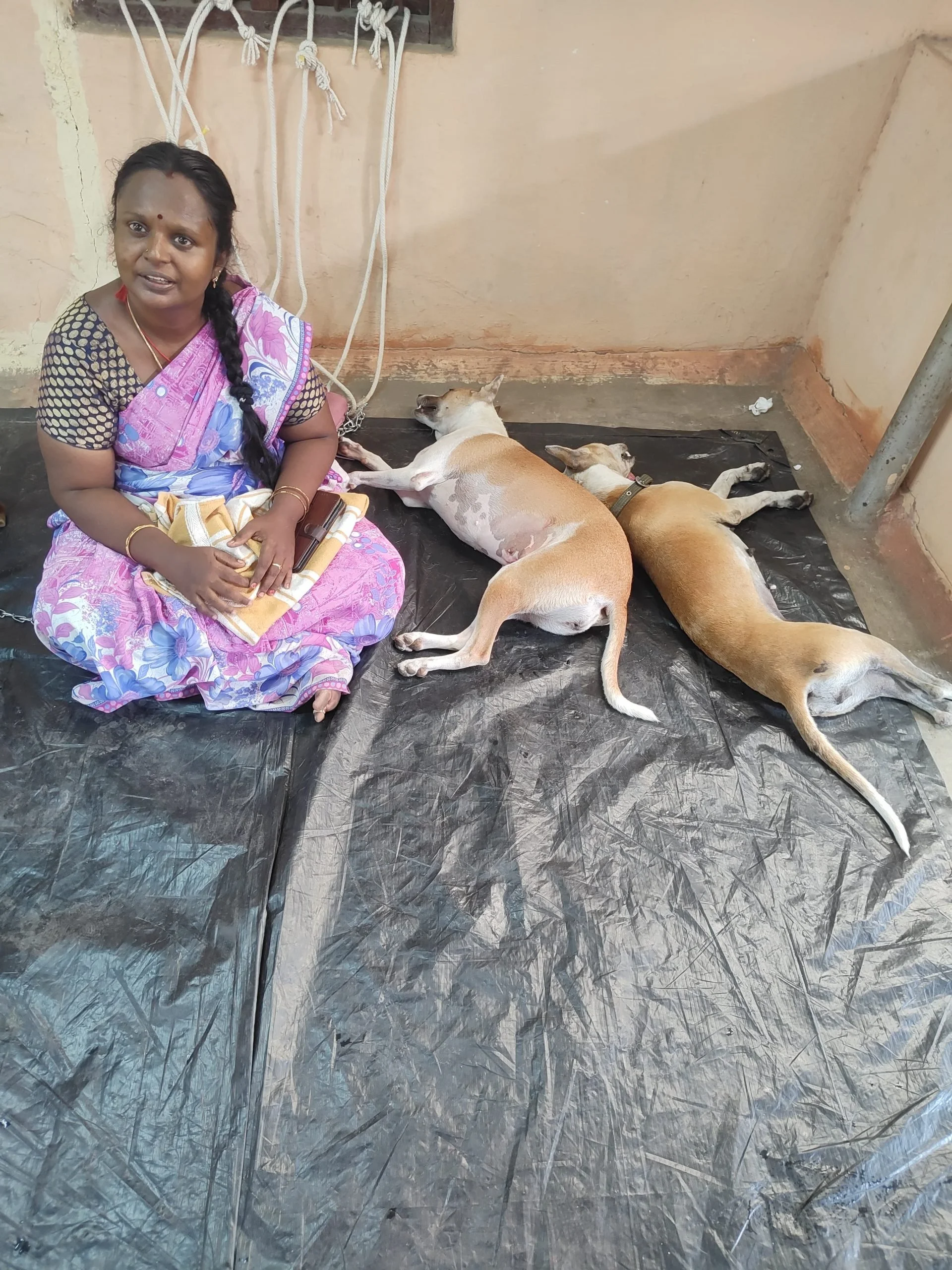 First Popup Clinic Summer 2024 India, Animal Welfare International