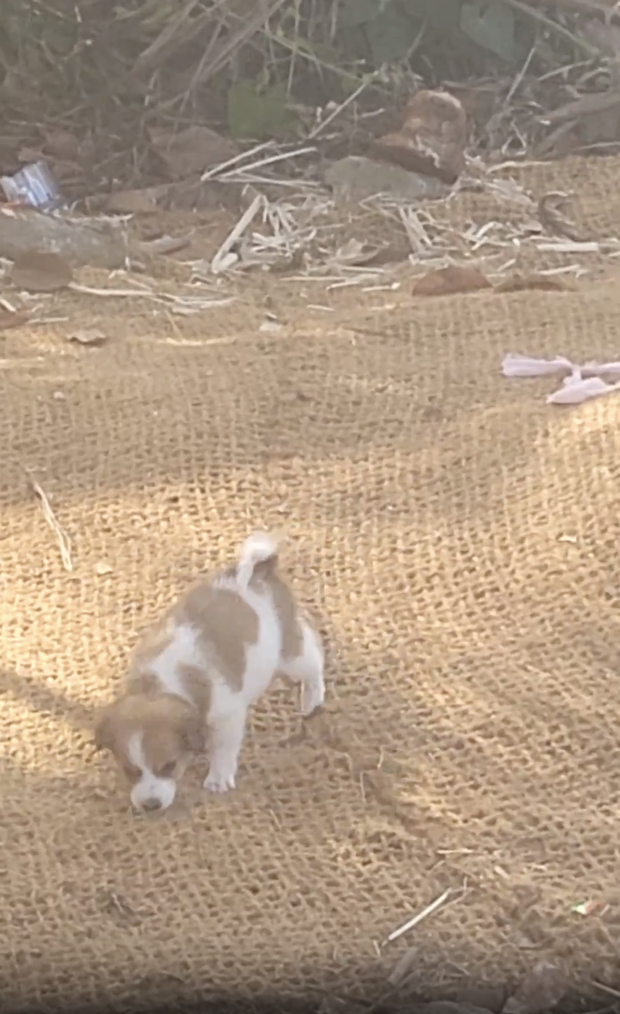 Ponga as a puppy Animal Welfare International.png