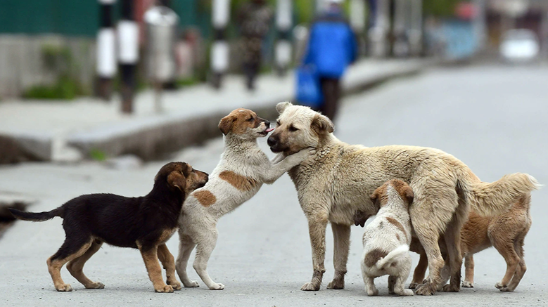 Group of puppies and dogs playing and interacting on a street.