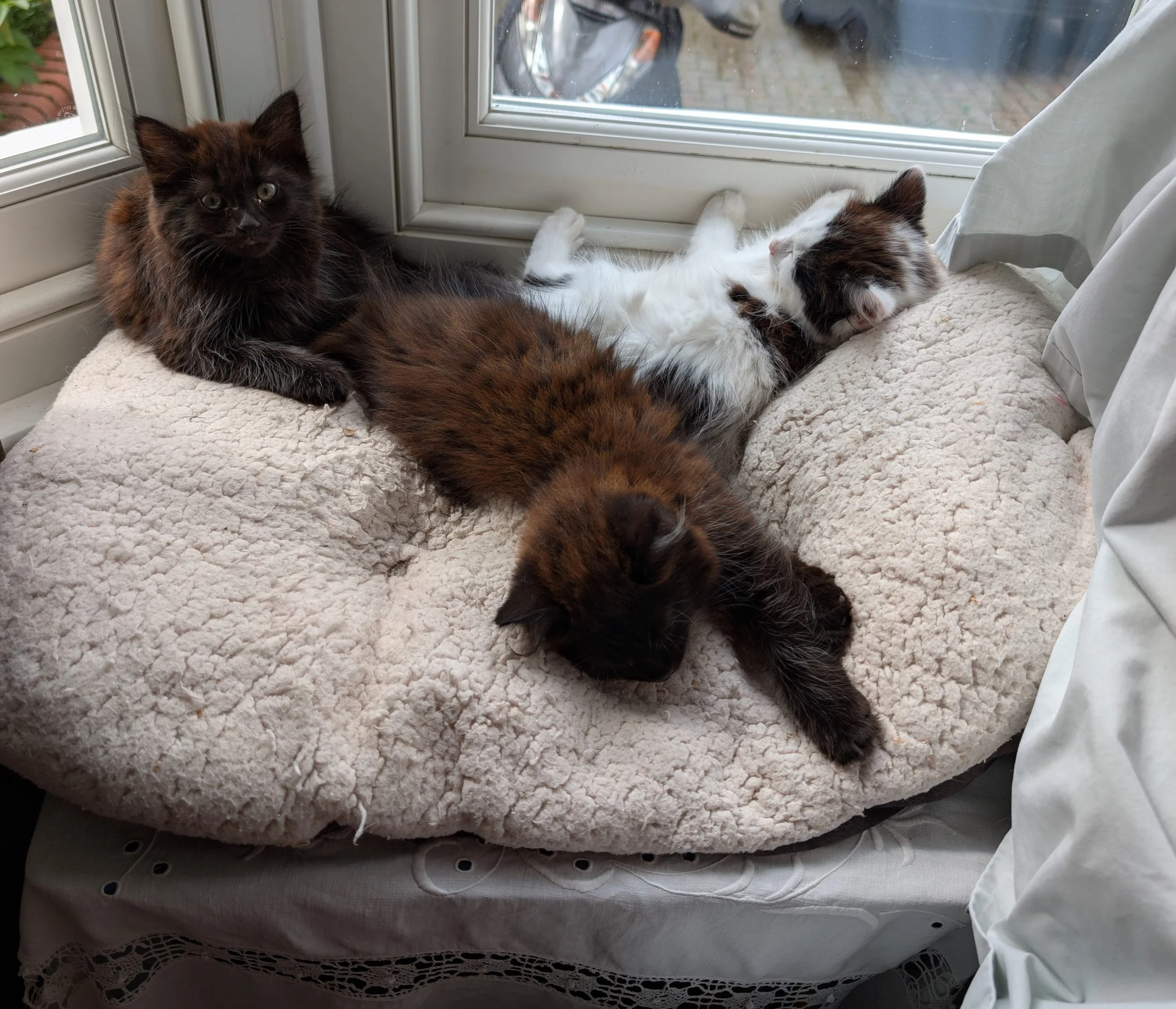 Rescue cats from Animal Welfare International, Storm, Shadow and Stones