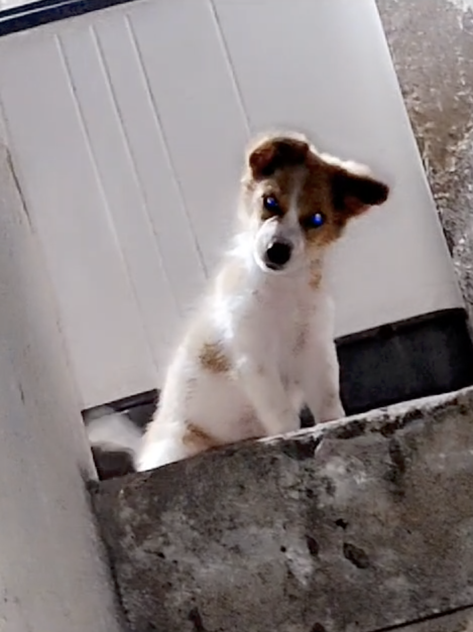 Ponga as a puppy Animal Welfare International 2.png