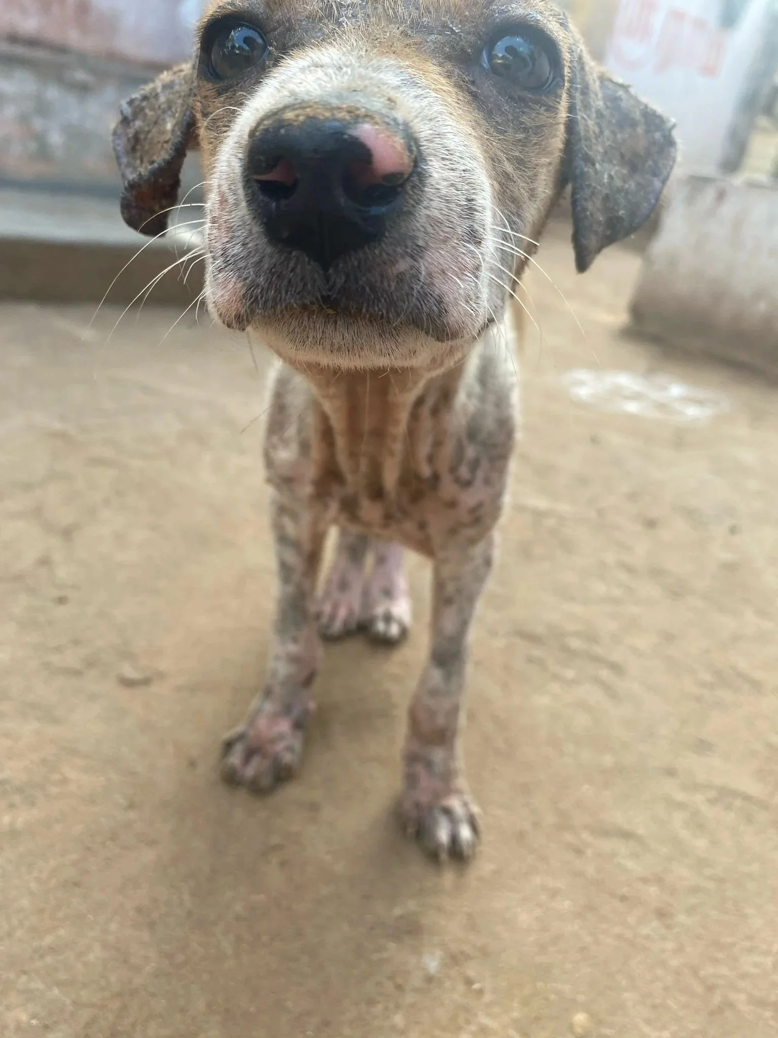 Rani