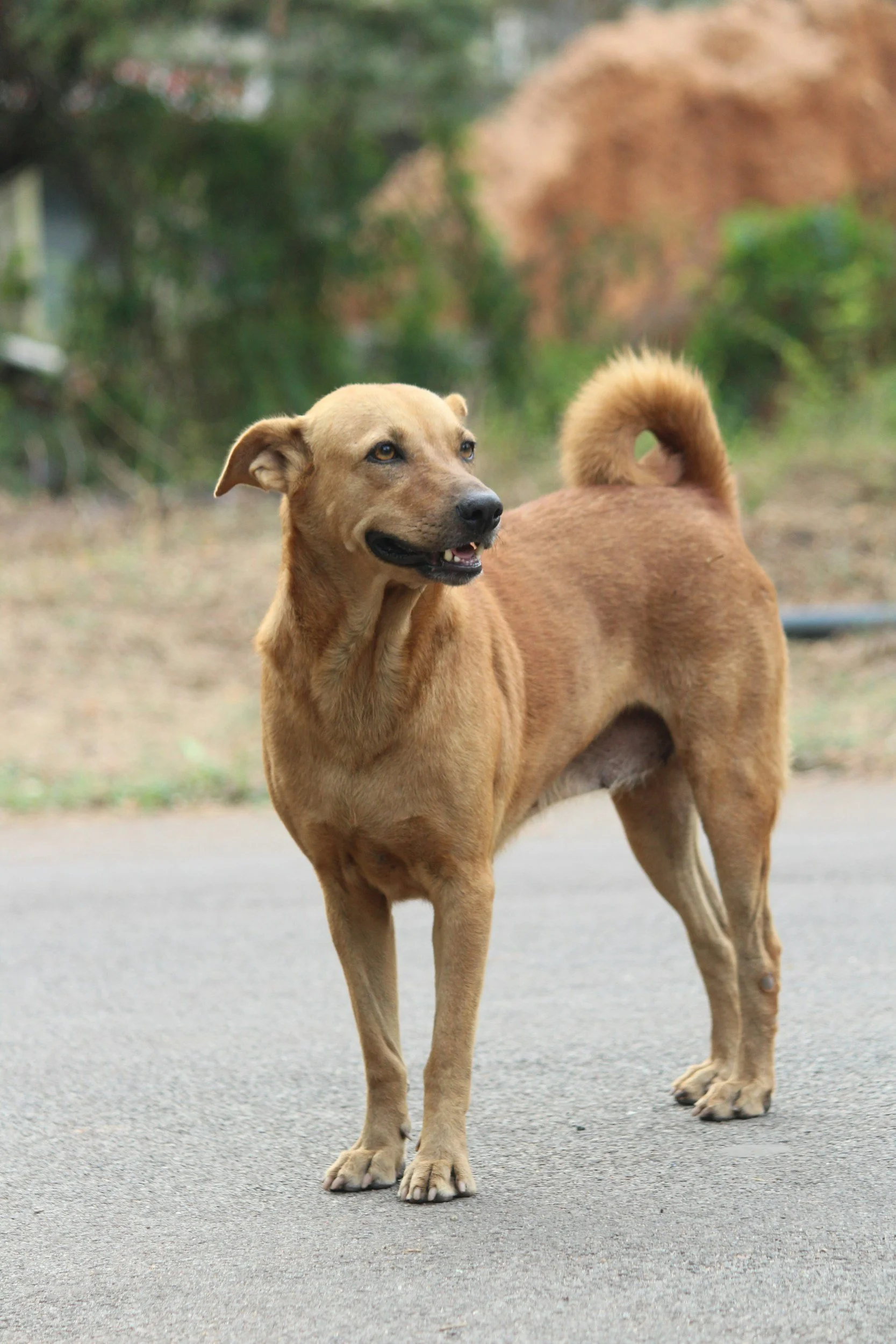 A brown dog standing on a paved surface with a background of greenery and a blurred mound or structure.