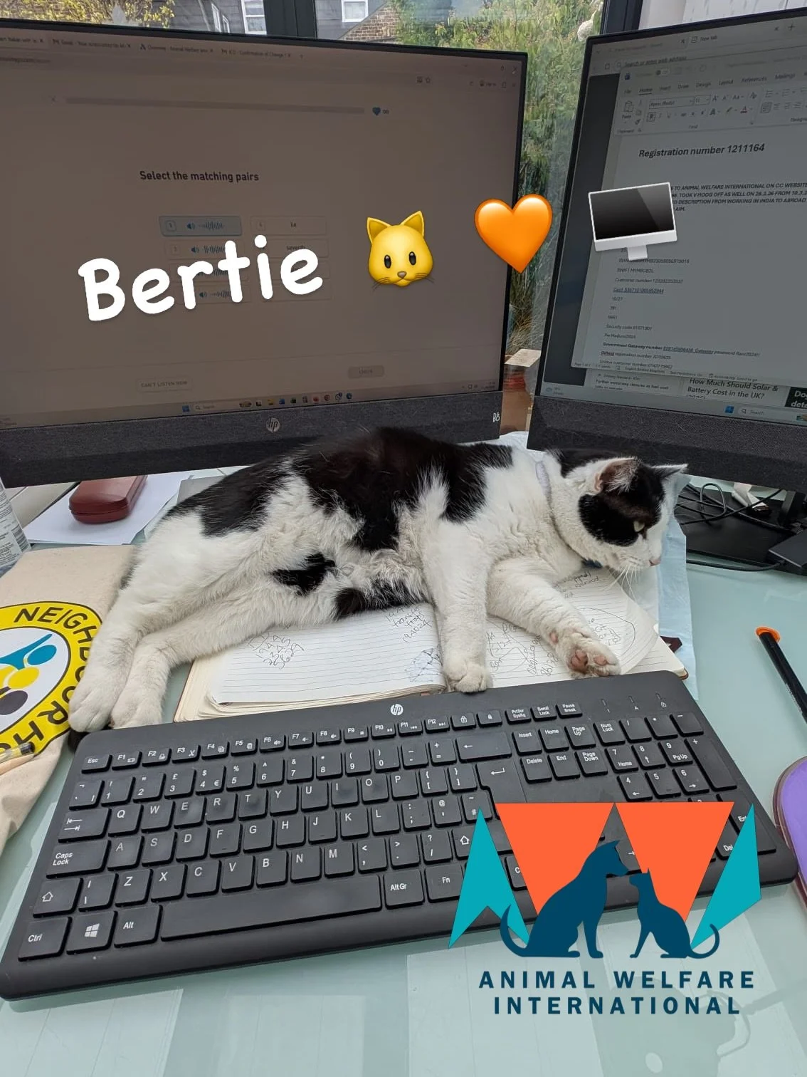 UPDATE - remember Bertie?
The once wild, uncontrollable tomcat - now a purring, loving, desk-fiend, living with dogs and other cats.
Adopt, don&rsquo;t shop. #happycat #adoptdontshop❤️ #foreverhome #rescuecatsofinstagram