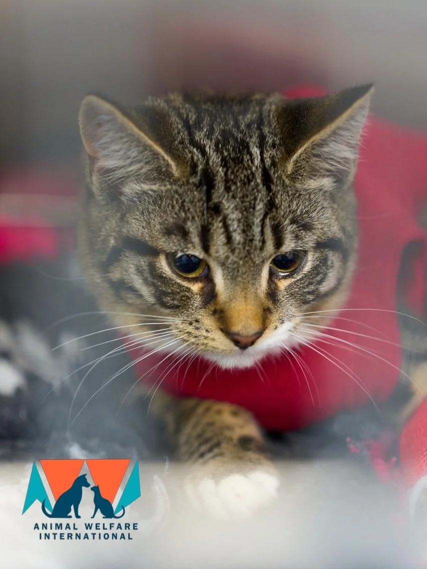 UPDATE: Brixton &amp; her kittens.
Brixton, from the Clapham Cat Colony, who was rescued back in November and immediately gave birth to 6 beautiful kittens - Miriam, Tiny, Maki, Chevy, Chase, and Tux -
All kittens have now been chipped and sterilised