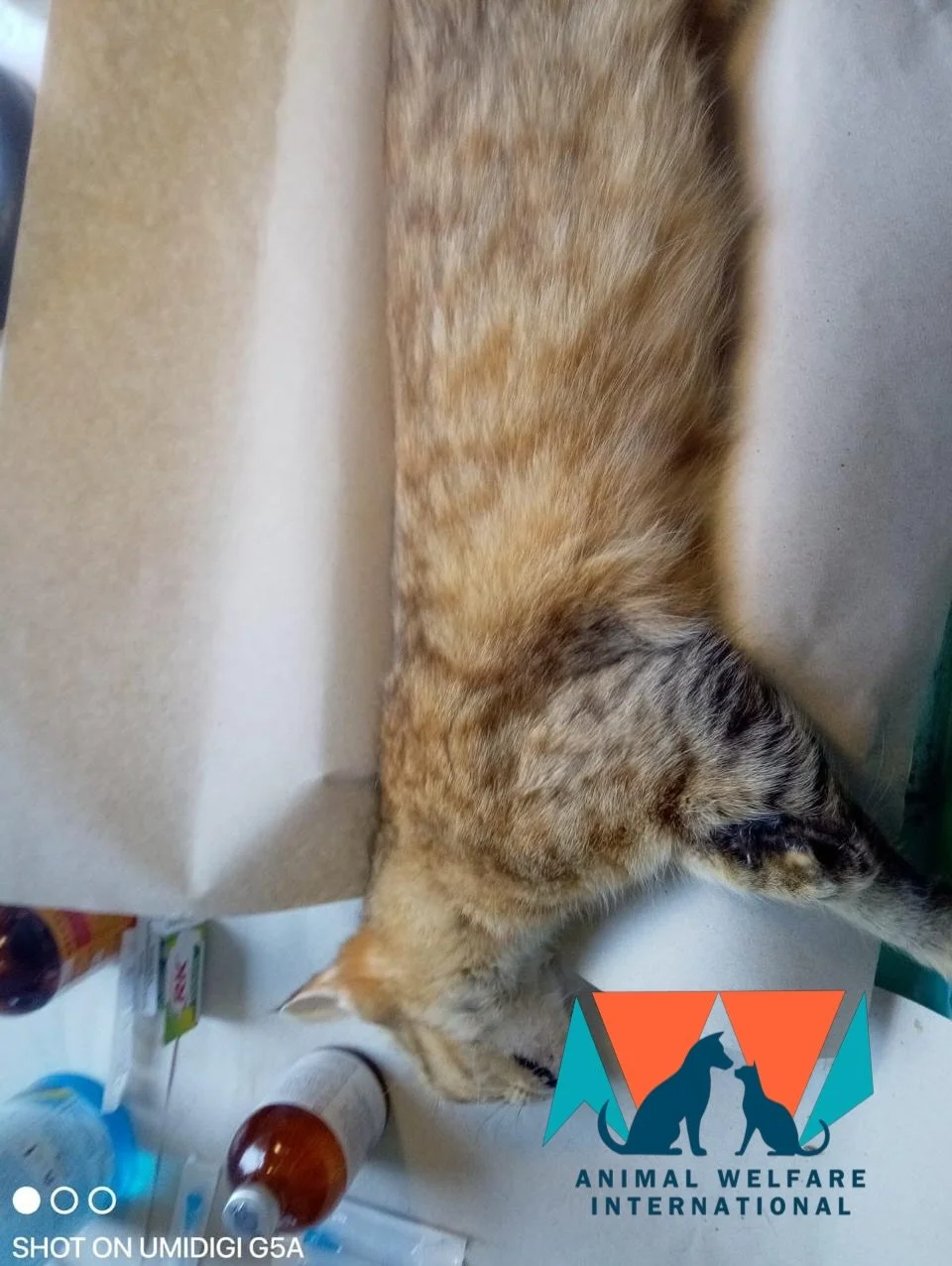 Some more of the animals from our recent clinic carried out by @animal.shelter.tikiri.trust  in Sri Lanka. They have been enduring a fuel shortage across the country which has caused challenges getting the animals from the villages to the clinic, but