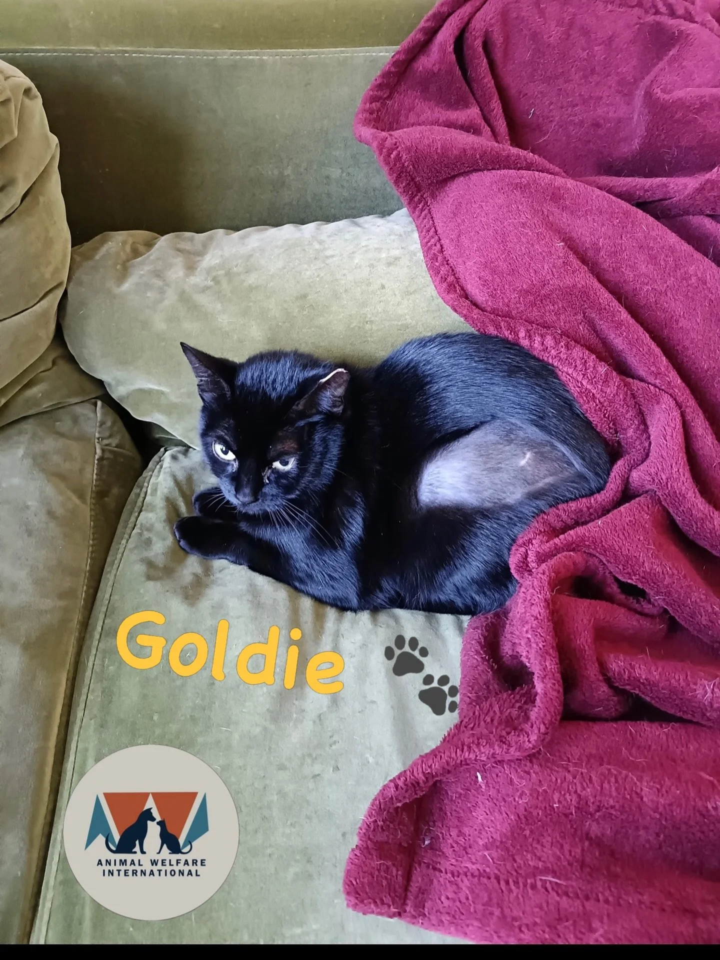 This is Goldie, part of the Southfields colony. Since being rescued, she has been spayed and vaccinated, and is recuperating before rehoming with her brother Pumpkin (who is still too shy to be photographed). 🐾 🐈&zwj;⬛ 💉 🏡 
#adoptdontshop #spayan