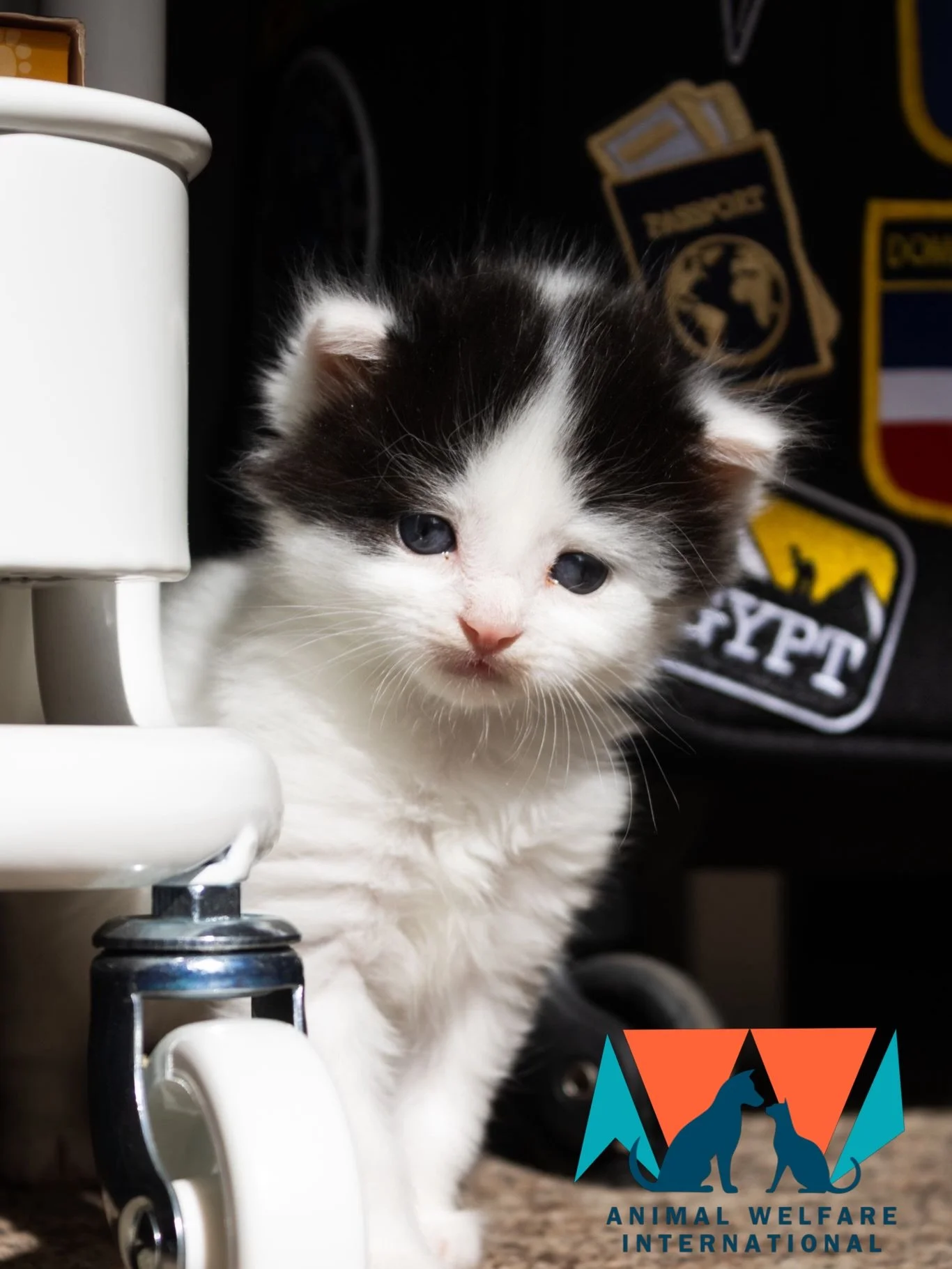Flopsy, Mopsy, Cottontail and their adopted brother, Babar - some super-cute pictures to make you feel kitten-broody this sunny Sunday morning. Our wonderful friends at @protectedpawsanimalrescue are providing their foster care 

📸 @benbw_photograph