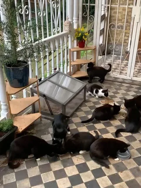 Feeding time at the zoo&hellip;. Or in this case, on the veranda. These fabulous felines are from the new Crystal Palace colony (#goeagles🦅 ). An amazing young couple have taken on this huge colony of at least 20 cats outside of their flat. They ask