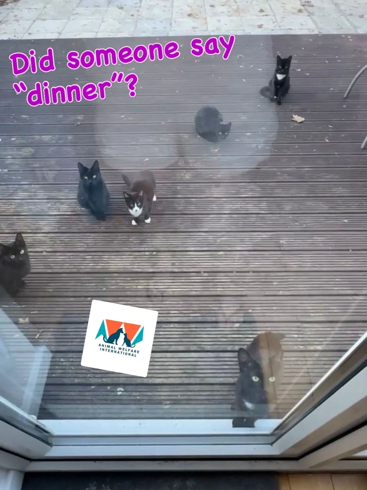 Here are some of the 21 cats from the Southfields colony, queuing up patiently for feeding time. Over the last few months cats from this colony have been trapped, treated and spayed, and then some either released or rehomed - AWI have been supporting