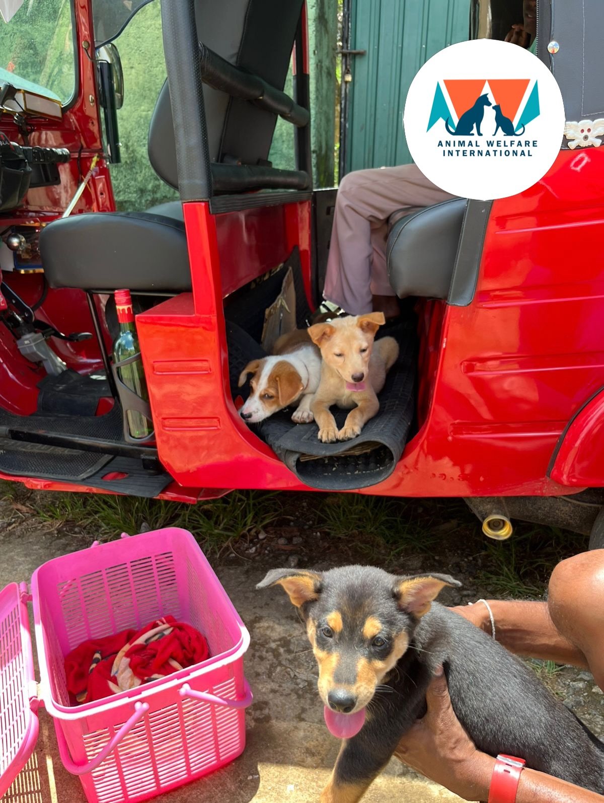 From one of the latest sterilisation clinics by our friends @animal.shelter.tikiri.trust in Sri Lanka, on 10th May, funded by AWI - some adorable pups were brought along for their vaccinations and sterilisation.

Please visit our website and donate a