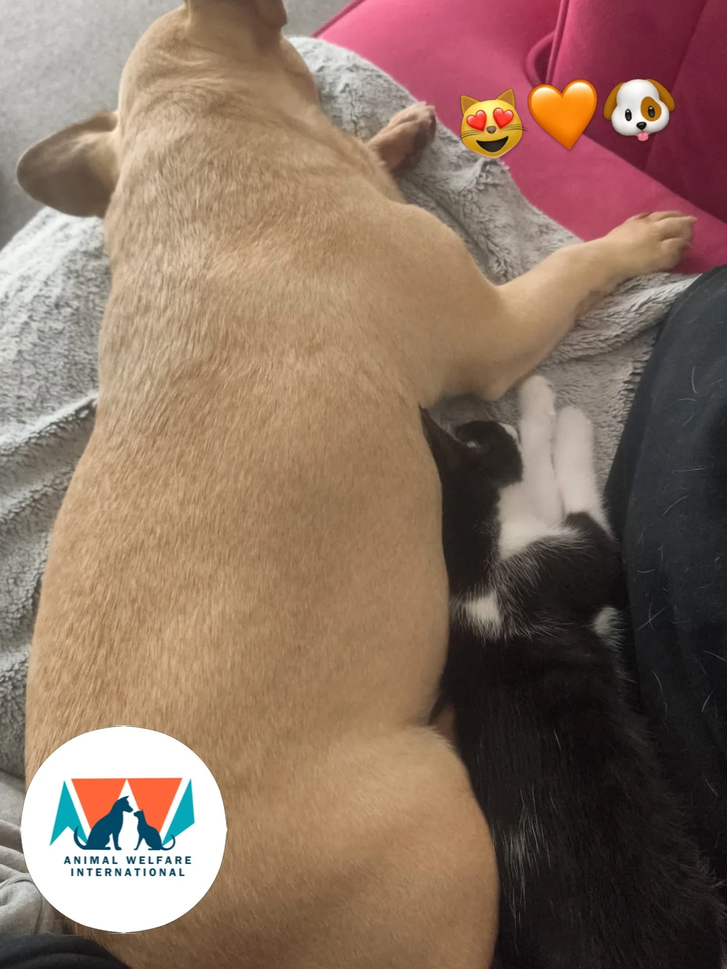 Who says Cats and Dogs can&rsquo;t get along? Here&rsquo;s Leo and his poochy pal looking completely relaxed and clearly loving life together! This is what makes animal rescue so worthwhile, seeing such happy stories like these!

#felinefriend #canin