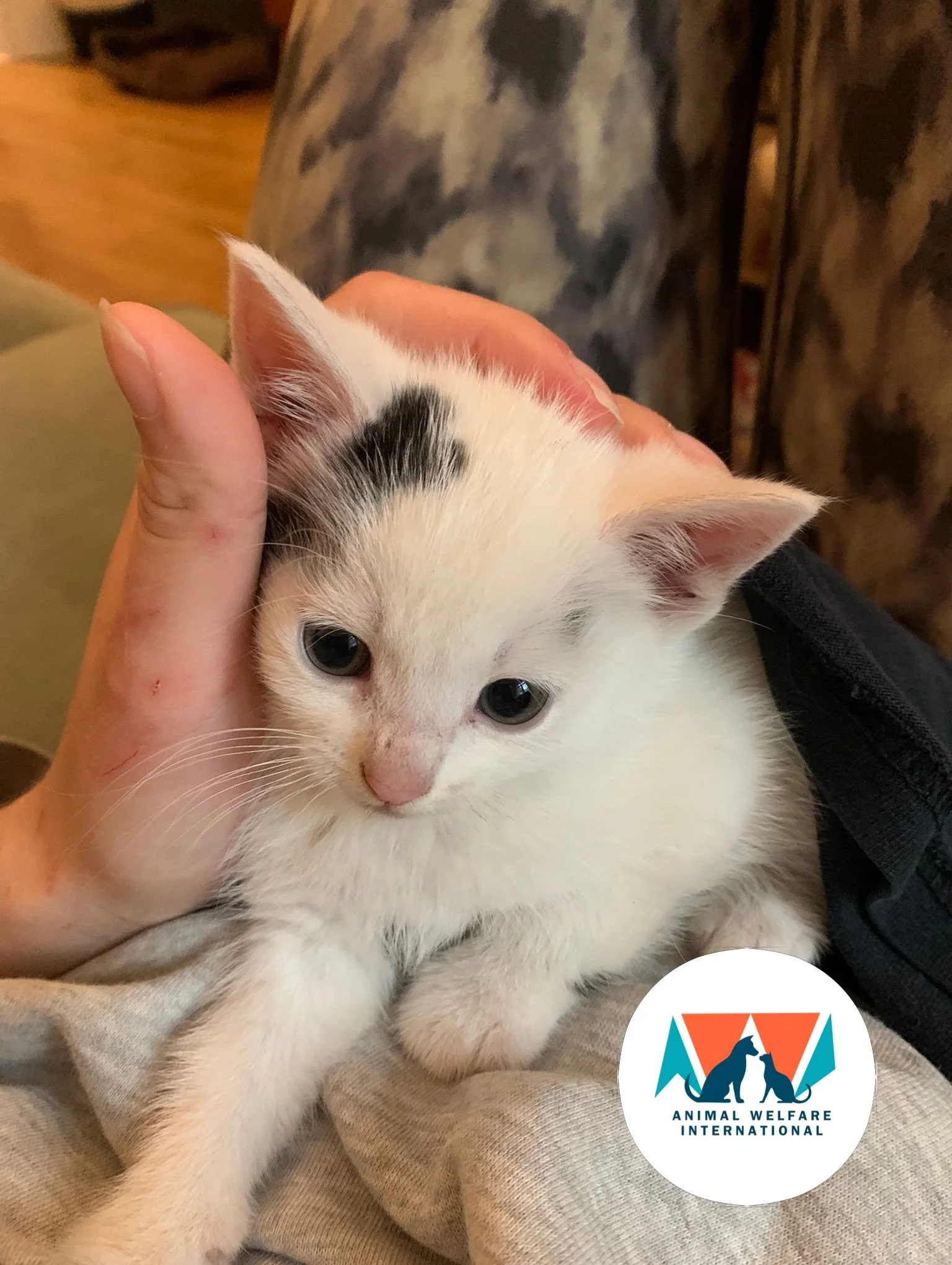 Meet this adorable trio - Affectionately monikered &ldquo;The Hissy fits&rdquo;

These three kittens were abandoned by their mother on the doorstep of a wonderful young couple who are feeding a colony of over 20 cats in South London. These make it 23