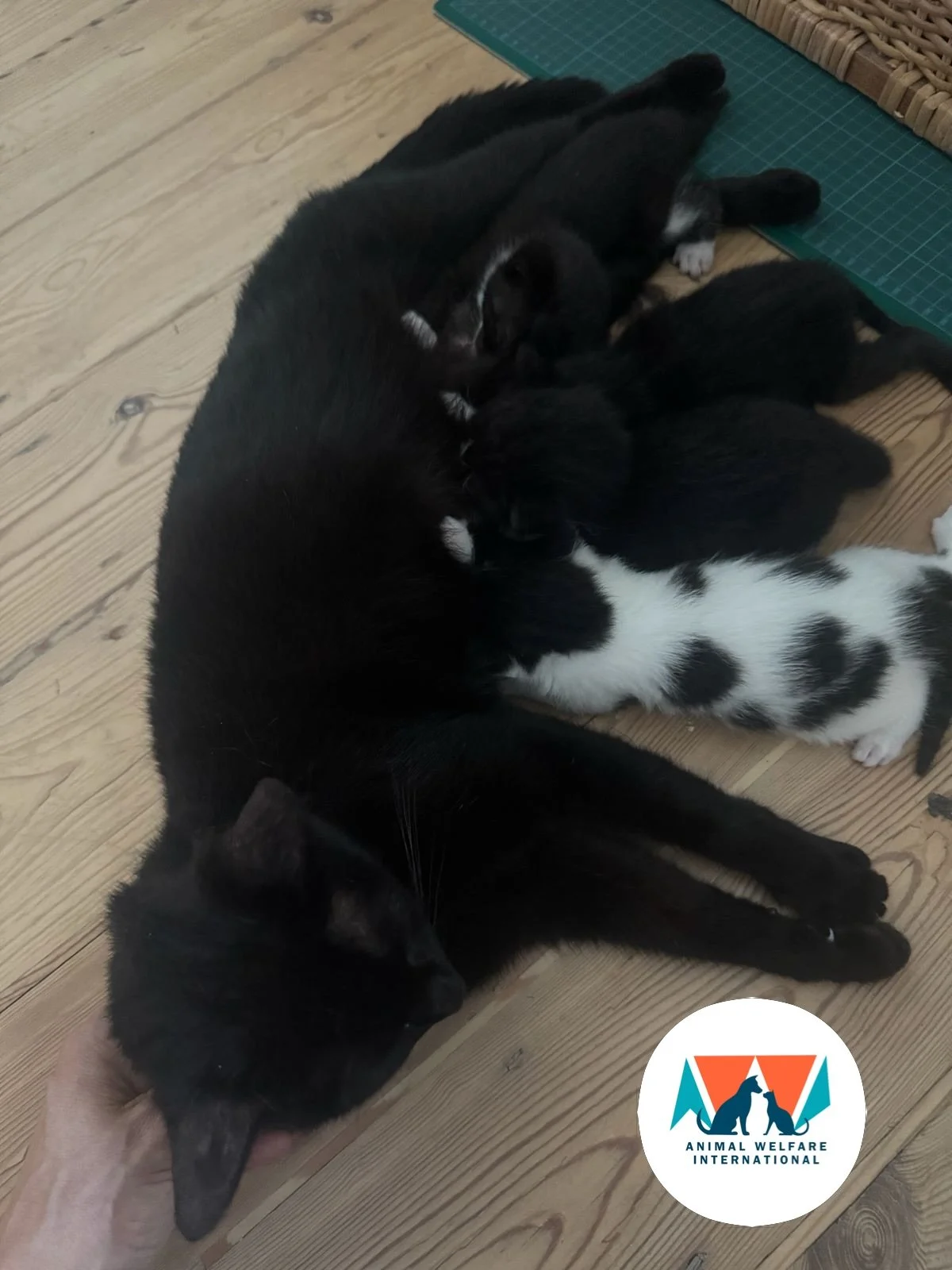 Say &ldquo;Eh-oh&rdquo; to Tubby and her 4 kittens - Tinky-Winky, Lala, Dipsy &amp; Po! Tubby was abandoned by her family 💔 and gave birth the these adorable kittens in a neighbour&rsquo;s shed. 

They are now thriving in a trustees&rsquo; home and 