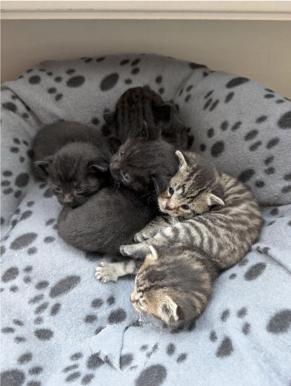 It Takes a Village: Rescuing Stray and Abandoned Cats in South London