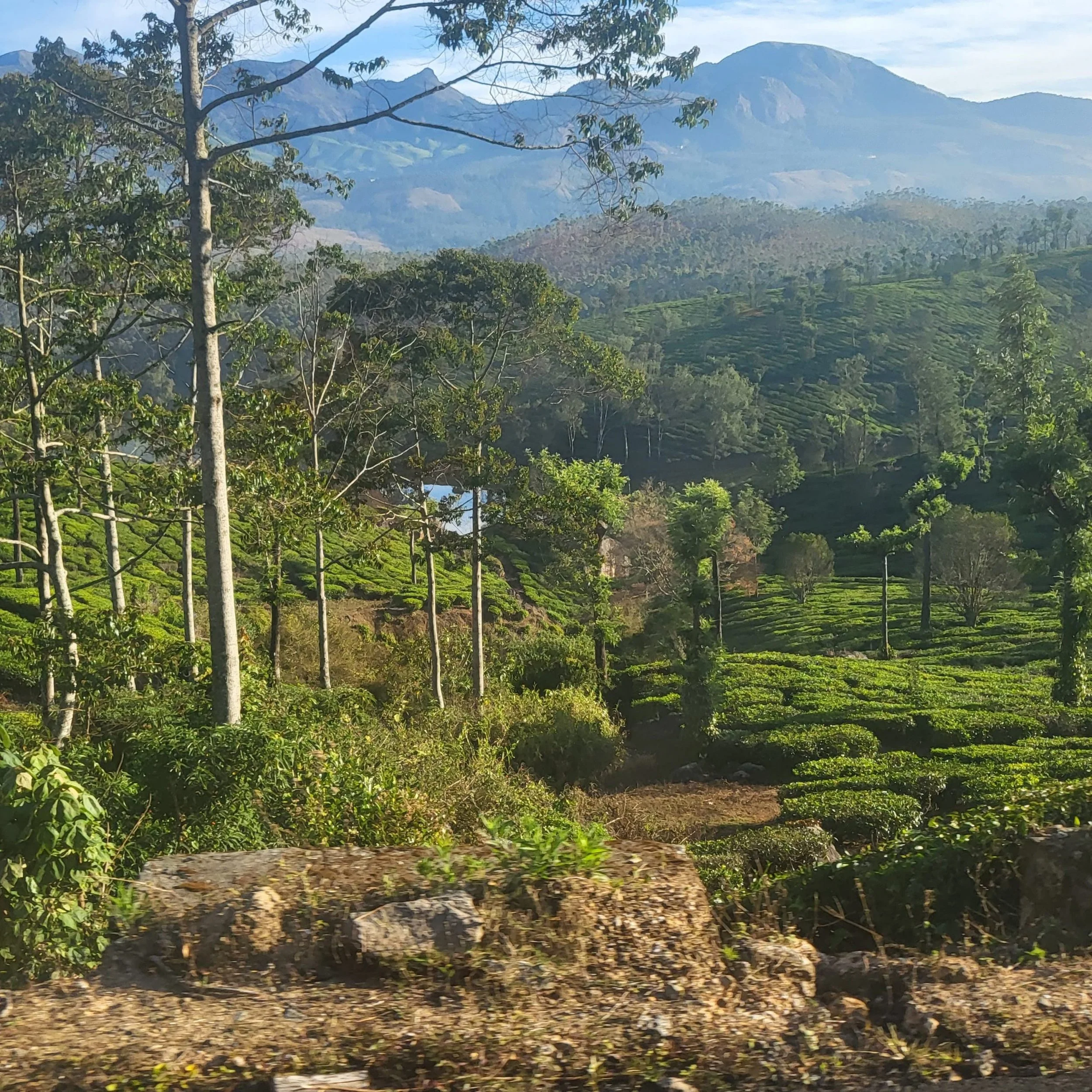 Lush green hills and tea plantations with tall trees in the foreground, mountains in the background, and partly cloudy sky.