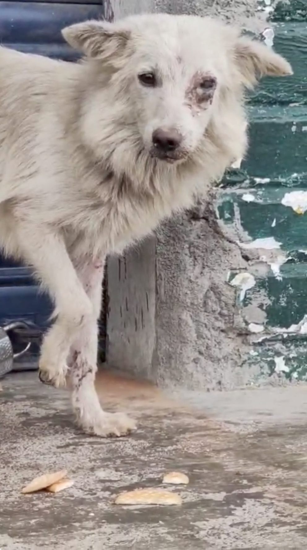 Sangu before being cared for by Animal Welfare International.png