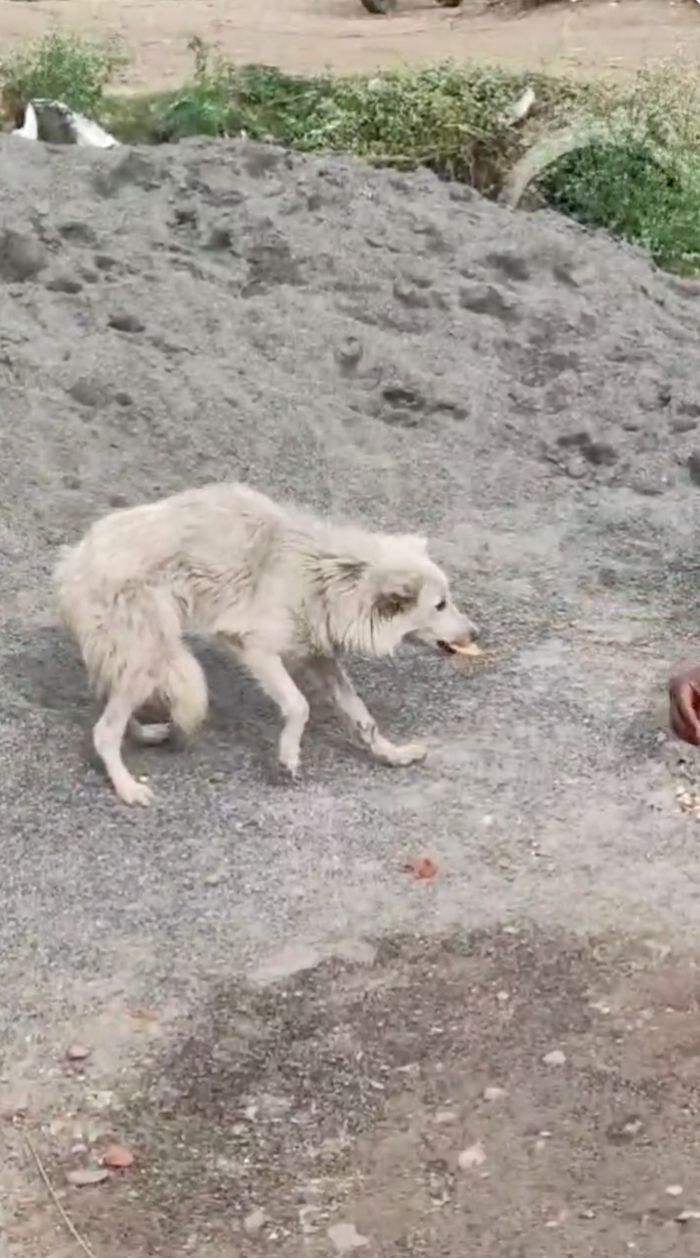 Frightened dog before being rescued by Animal Welfare International.png