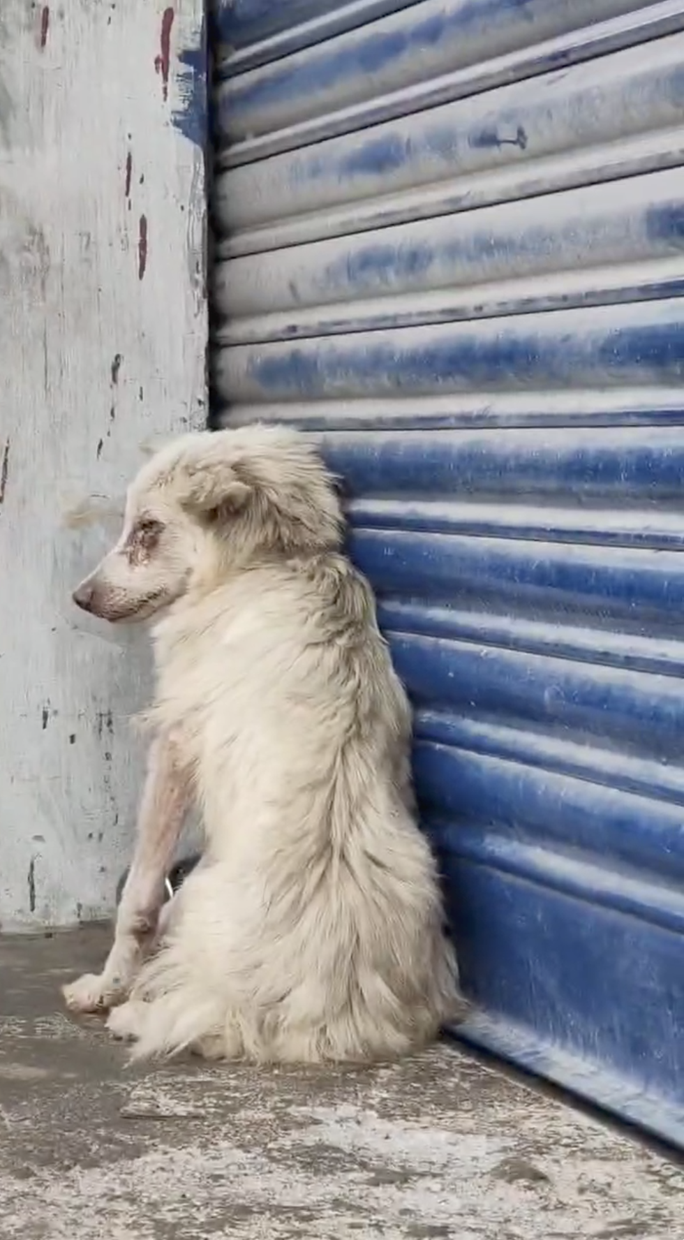 A scared Sangu during rescue with Animal Welfare International.png