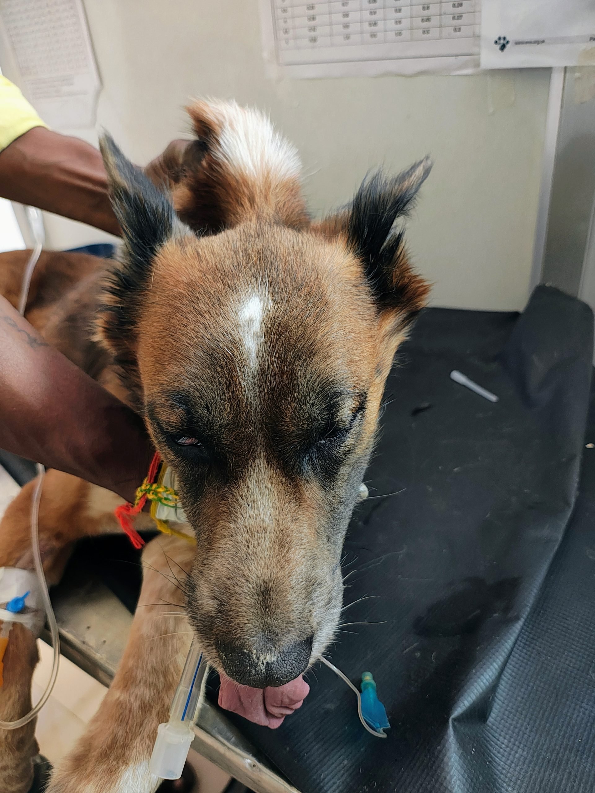 Second Popup Clinic February 2025, India, Animal Welfare International