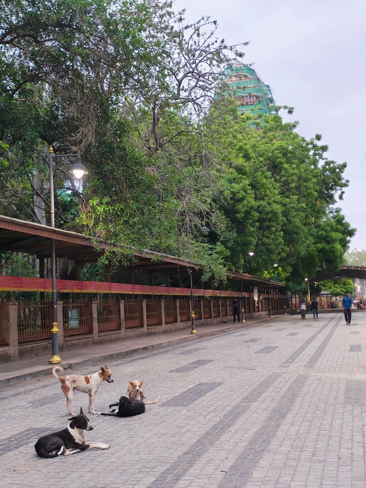 Street dogs India, Animal Welfare International