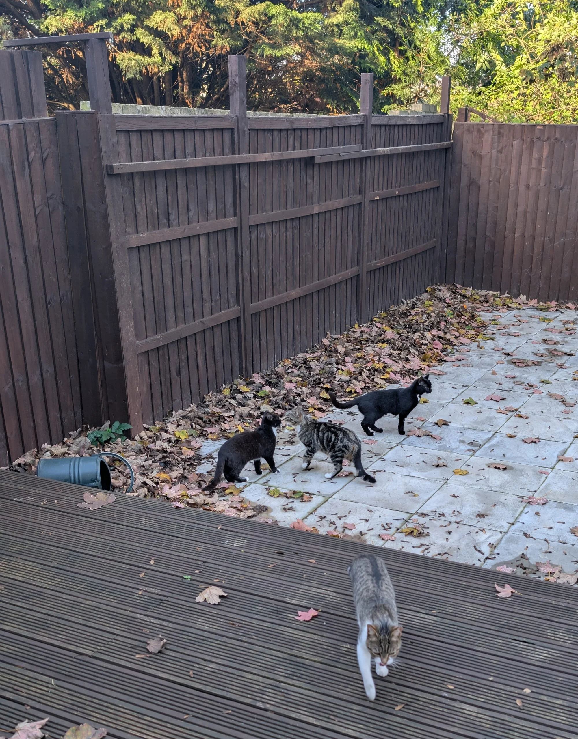 A few of the 20 rescue cats in the Southfields London colony helped by Anima Welfare International Charity