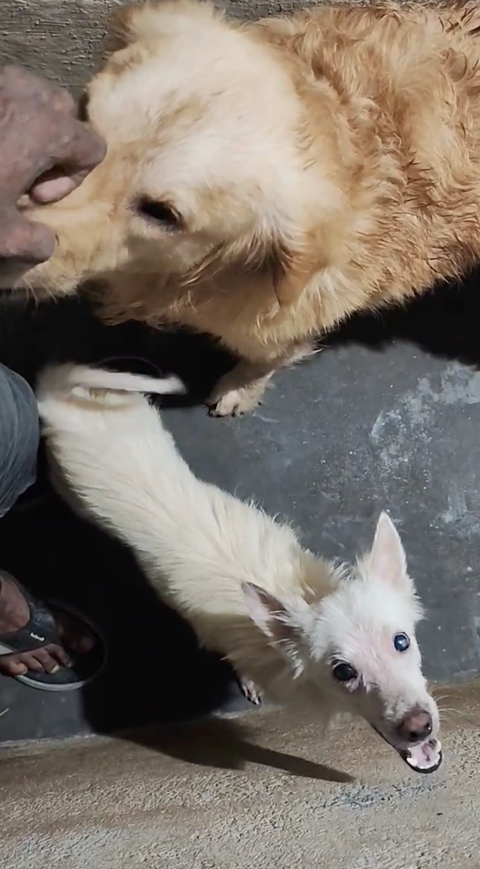 Happy rescued dogs with Animal Welfare International.png