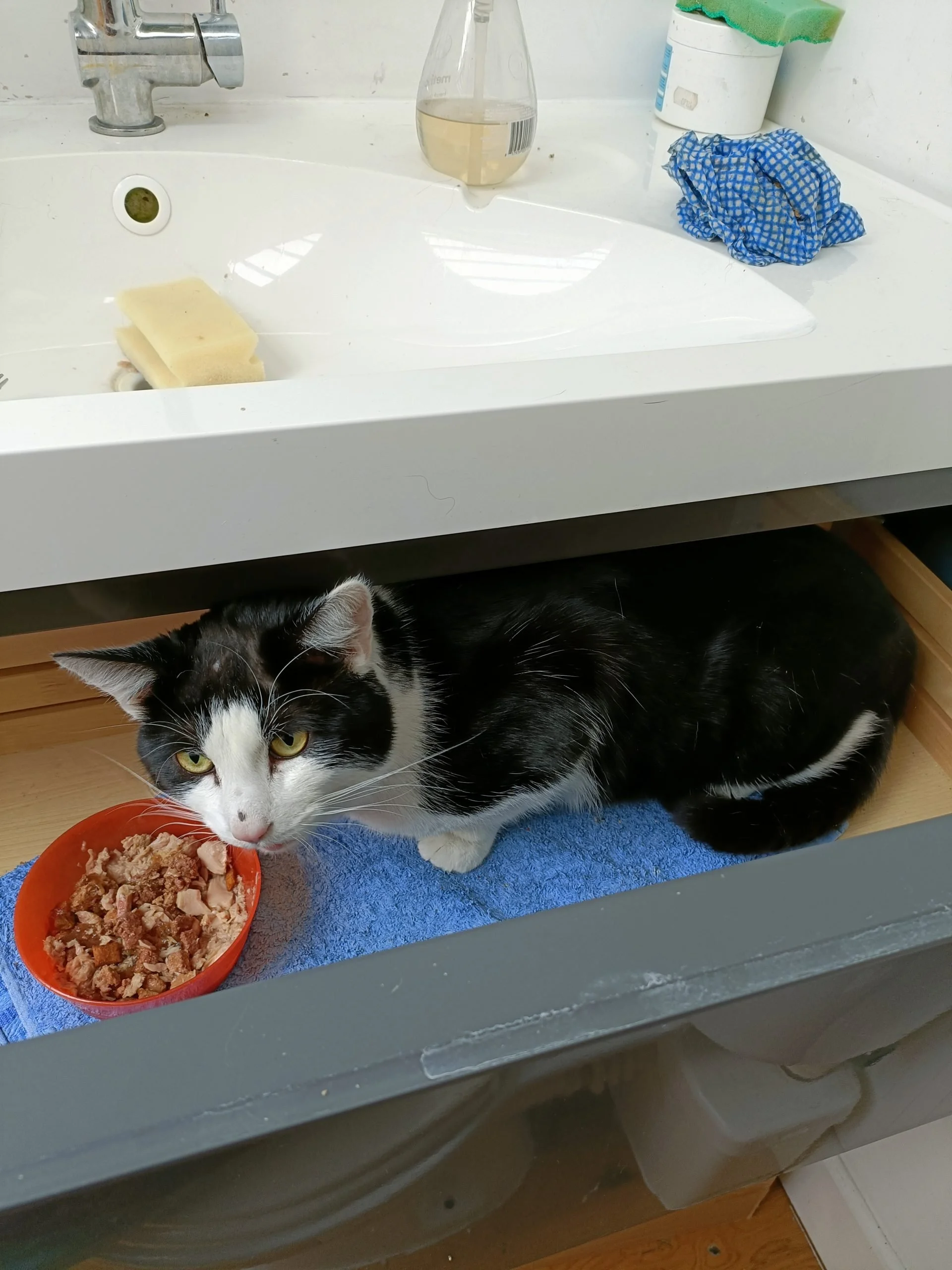 Rescue cat Bertie, small progress, now living in a drawer.