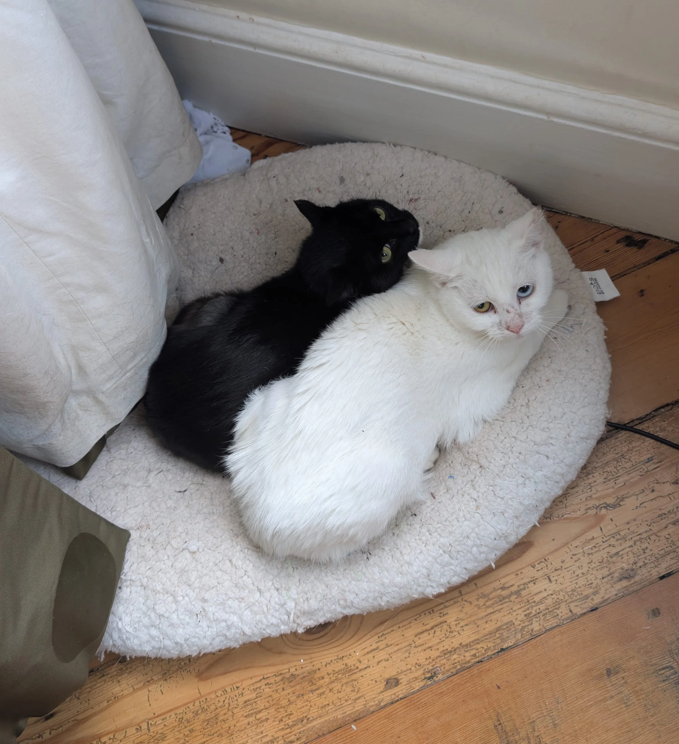 A rescued Black cat and white cat cuddled up in a warm bed