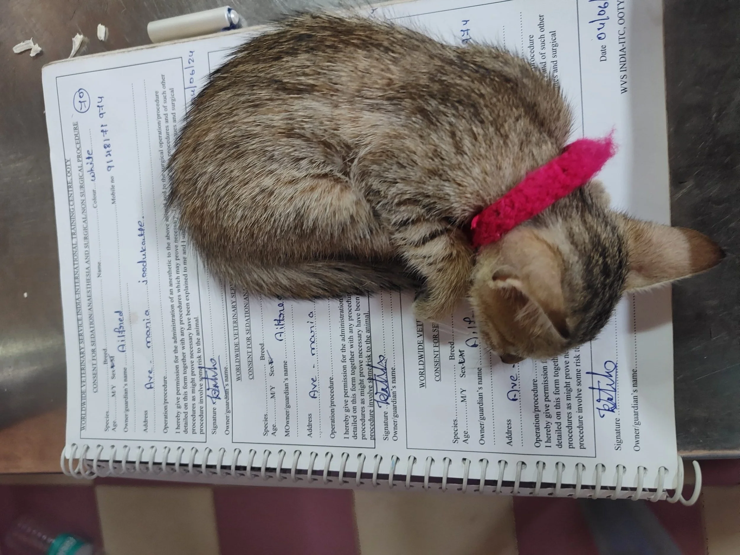 First Popup Clinic Summer 2024 Rescue kitten Animal Welfare International