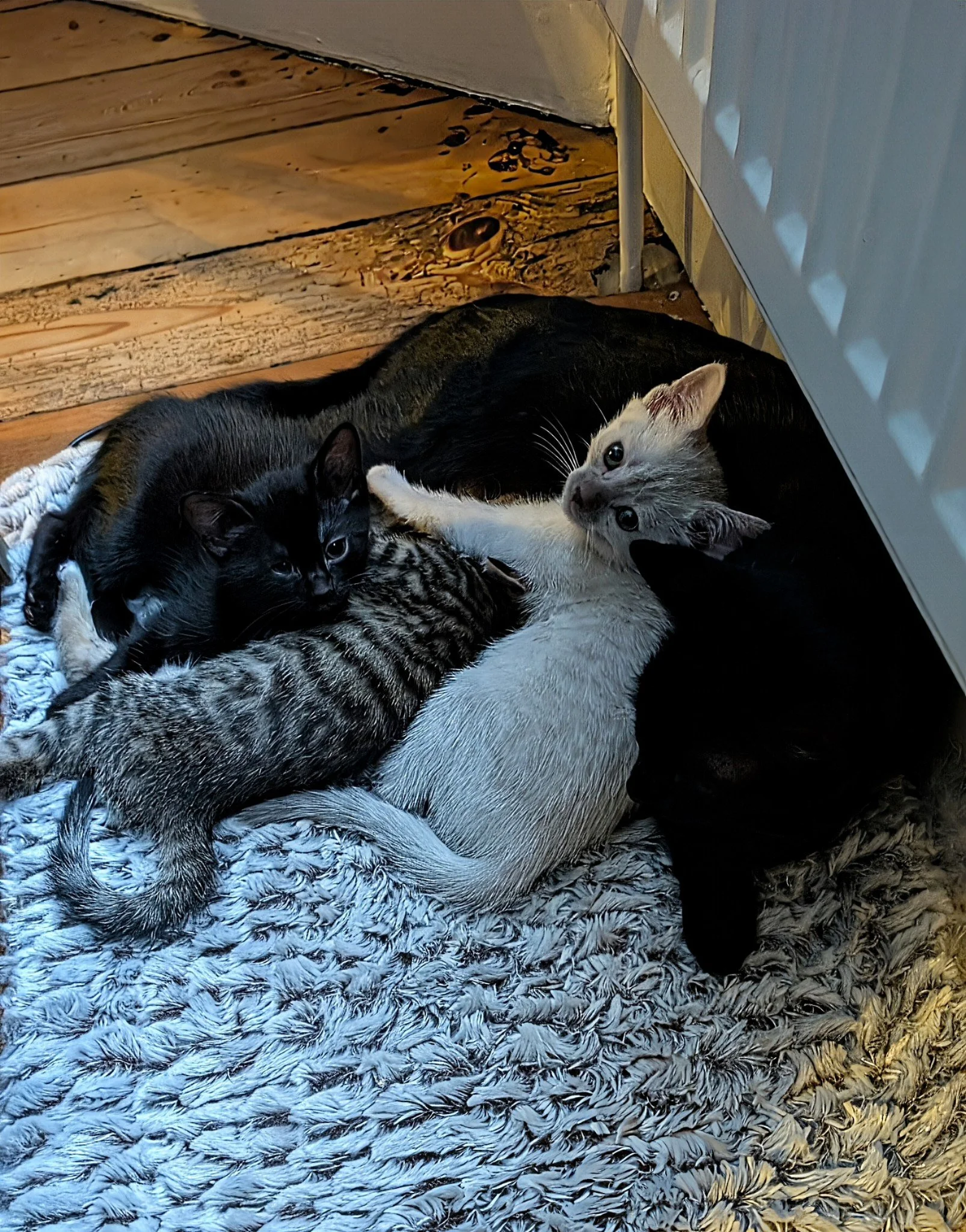 A group of five cats, including a black cat, a gray tabby, a cream-colored, and a black cat, cuddling and lying together on a textured gray blanket on a wooden floor near a wall.