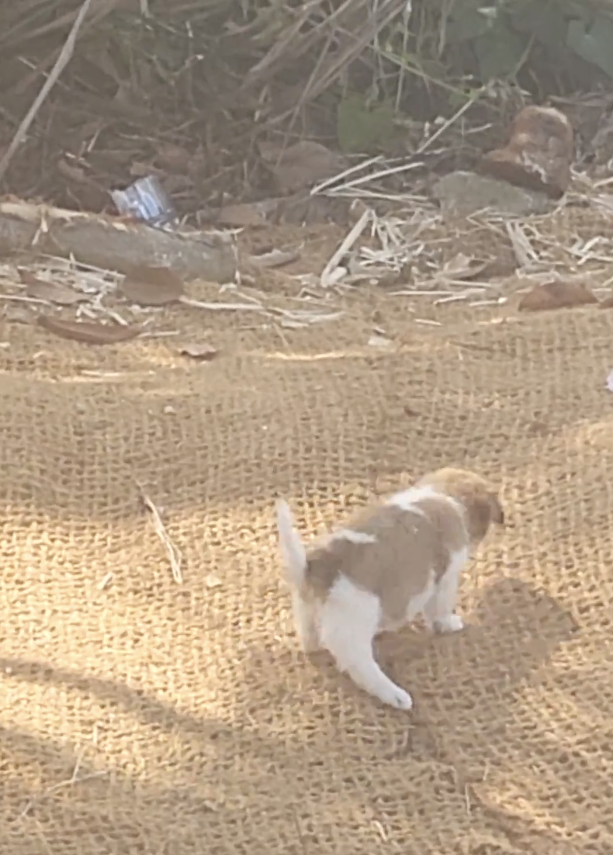 Ponga puppy Animal Welfare International.png