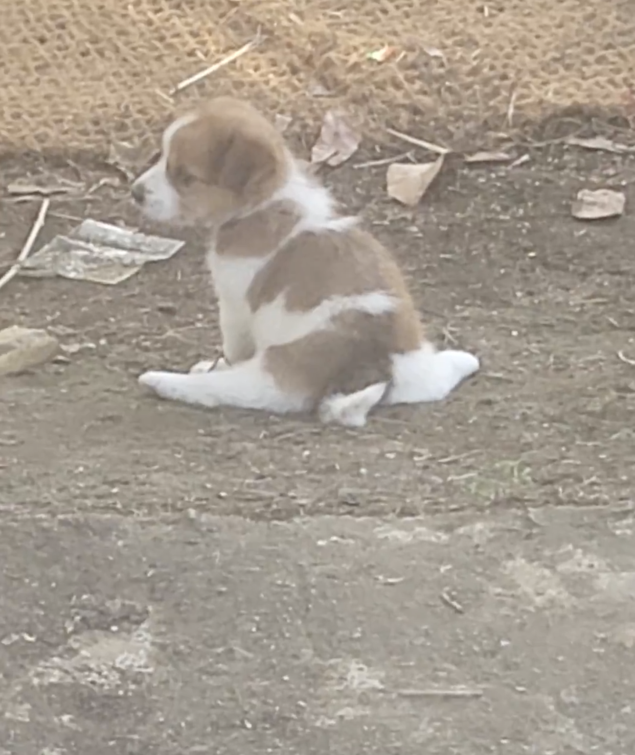 Ponga Animal Welfare International when found.png