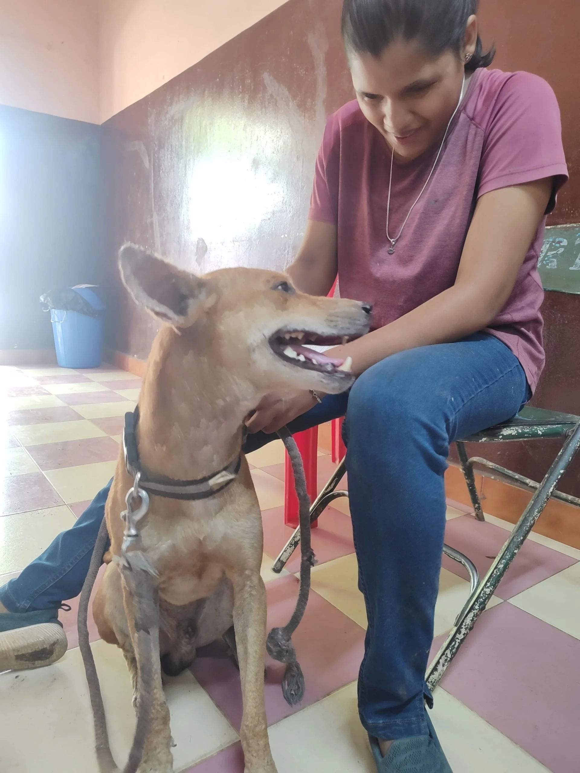 A person sitting on a chair smiling and playing with a brown dog.