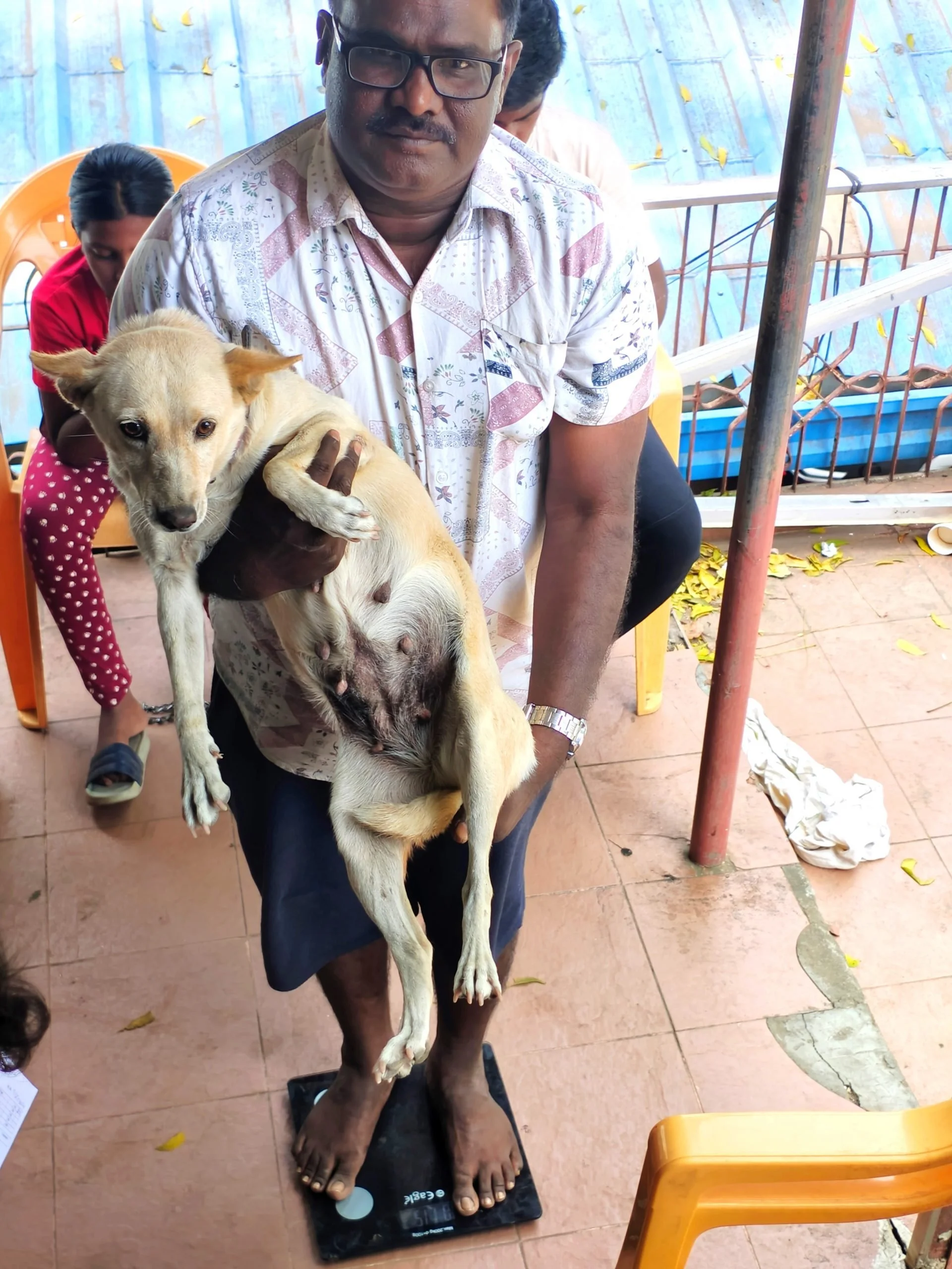 Second Popup Clinic February 2025, India, Animal Welfare International