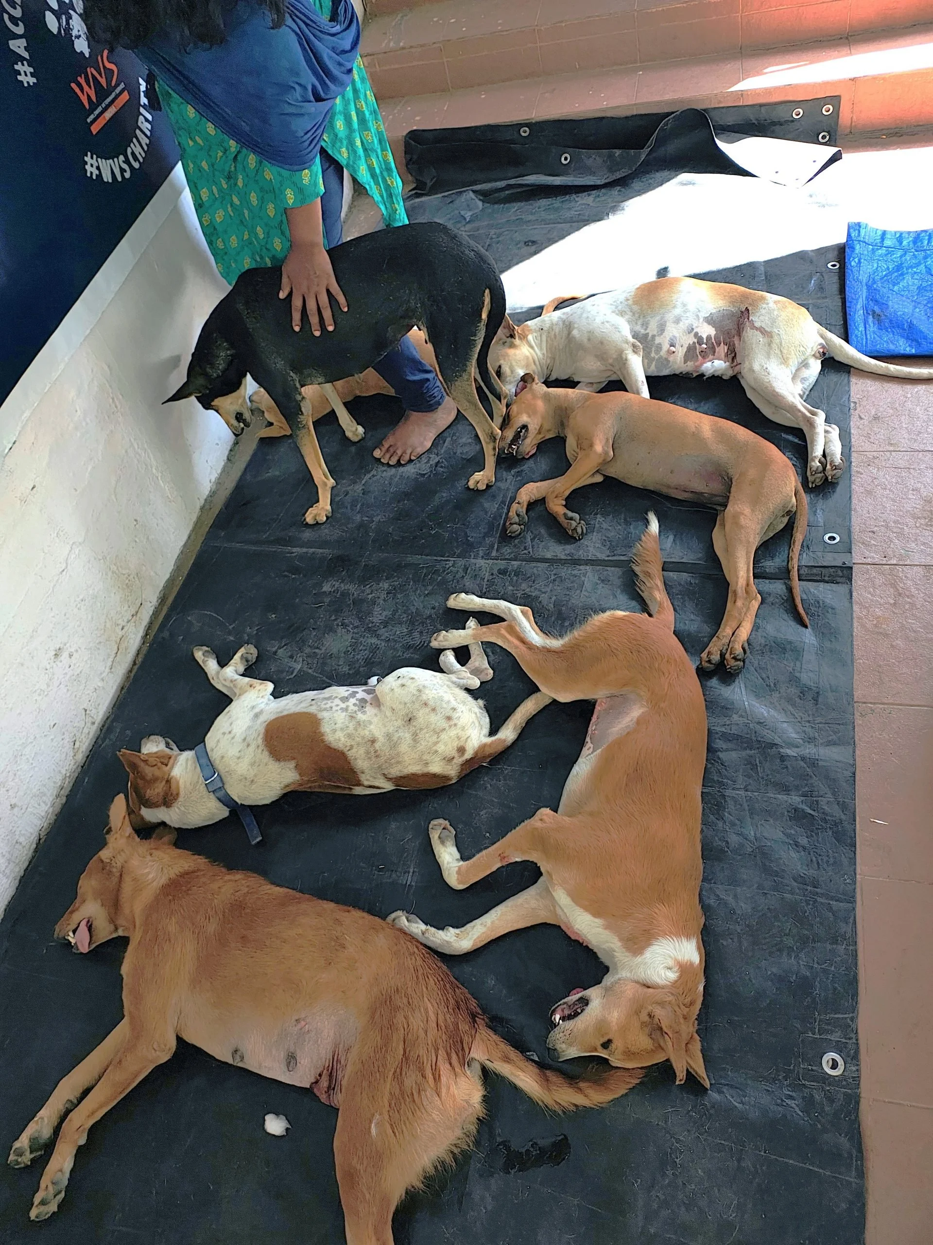 Second Popup Clinic February 2025, India, Animal Welfare International