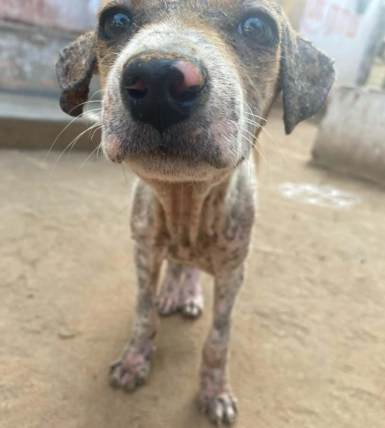 Close-up of a dog with a brindle coat, focusing on its face and nose, standing on a concrete floor.
