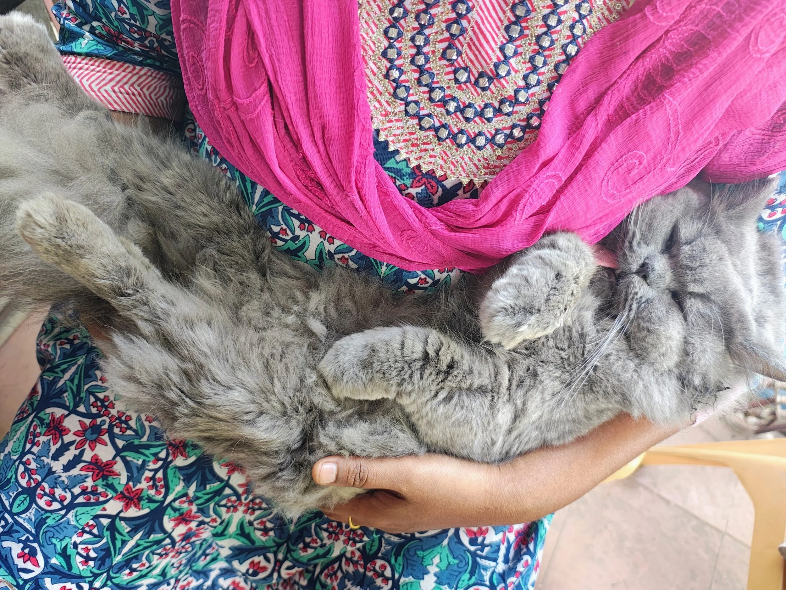 Second Popup Clinic February 2025, India, Animal Welfare International