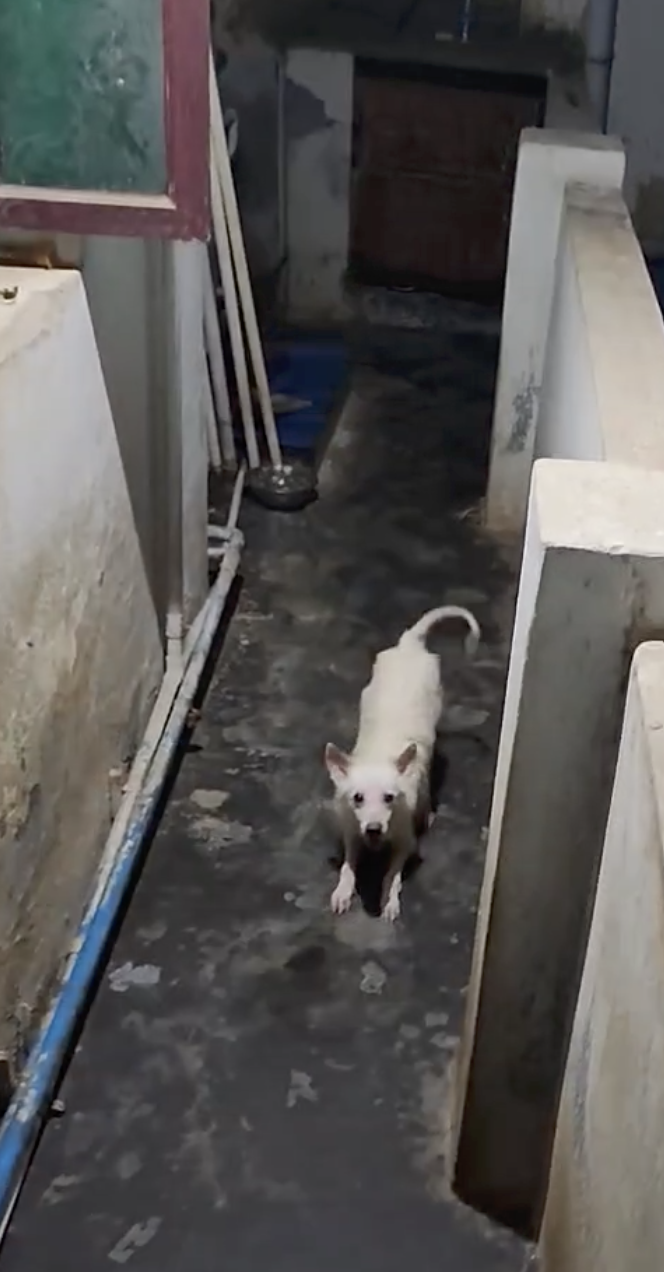 Sangu after being rescued by Animal Welfare International.png
