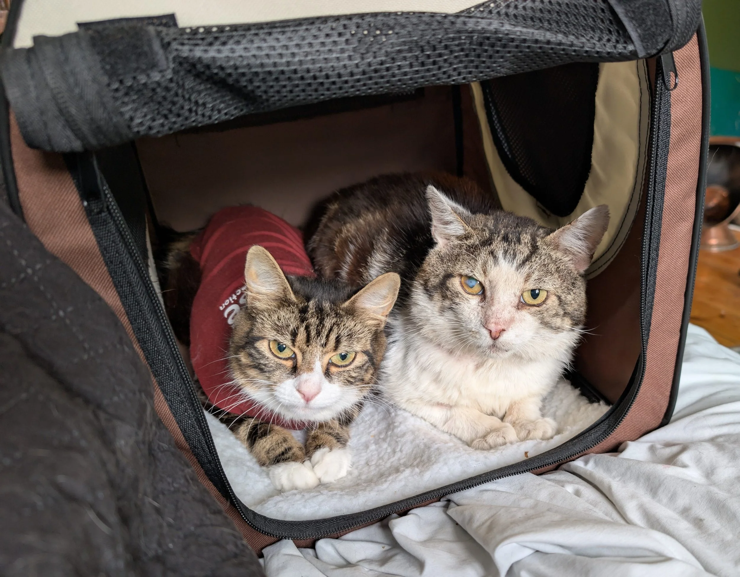 Two cats sitting inside a pet carrier, one wearing a maroon shirt, with a white blanket covering the bottom of the carrier.