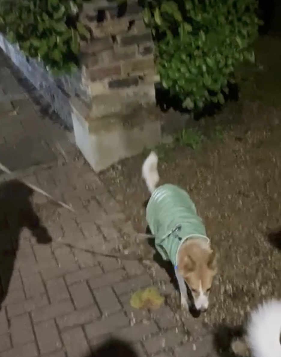 Ponga rescued at home in a coat Animal Welfare International.png