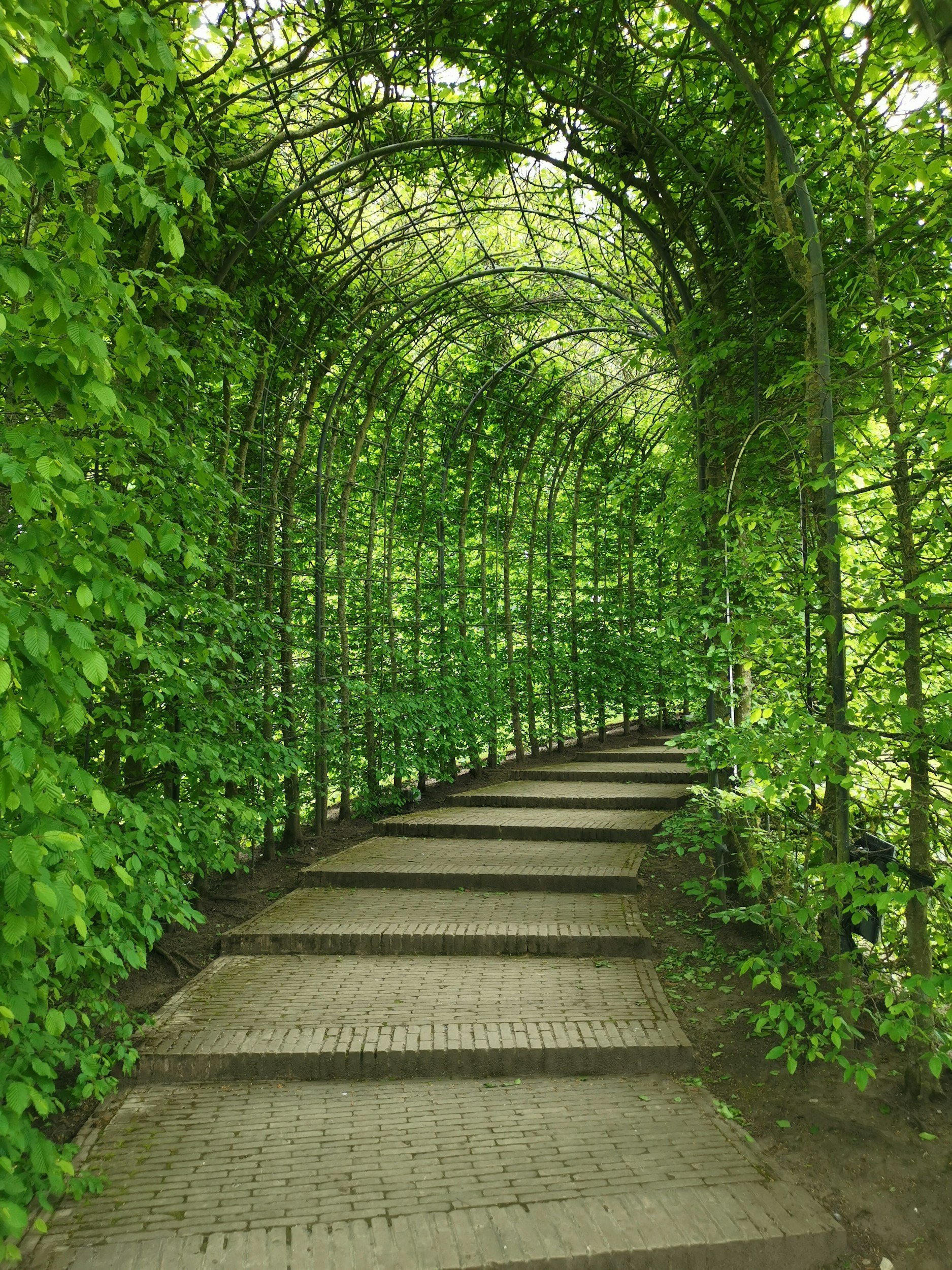 Green leafy archway with a paved path leading through it, forming a tunnel of foliage.