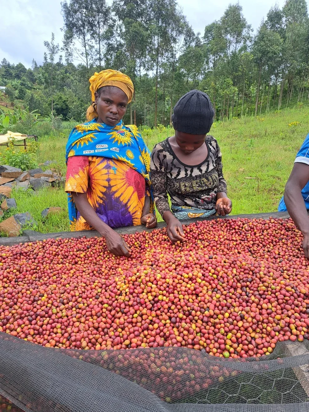 Tumaini cherries sorting