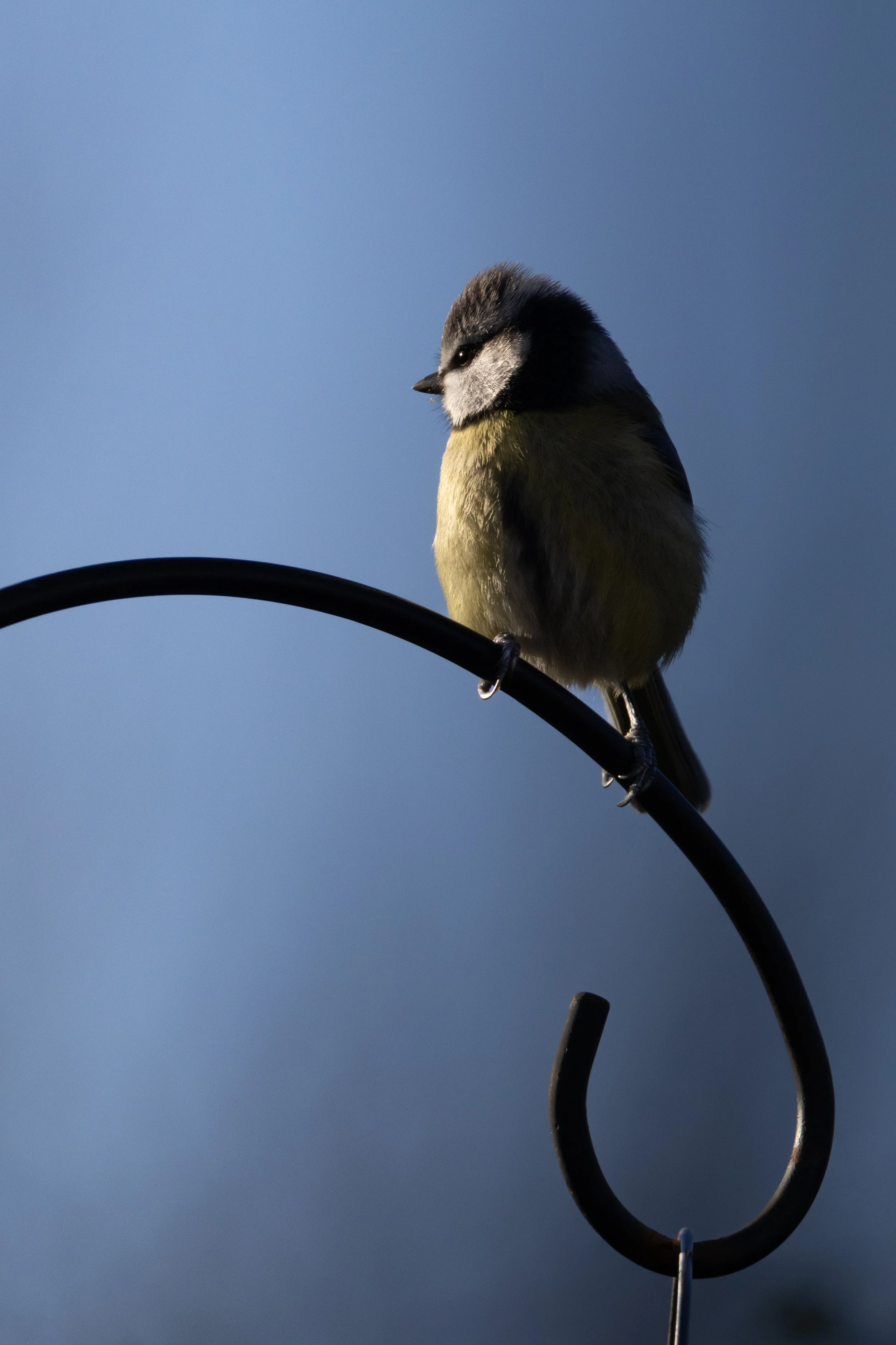 A small bird, resembling a chickadee, perched on a curved black metal hook against a soft blue sky background.