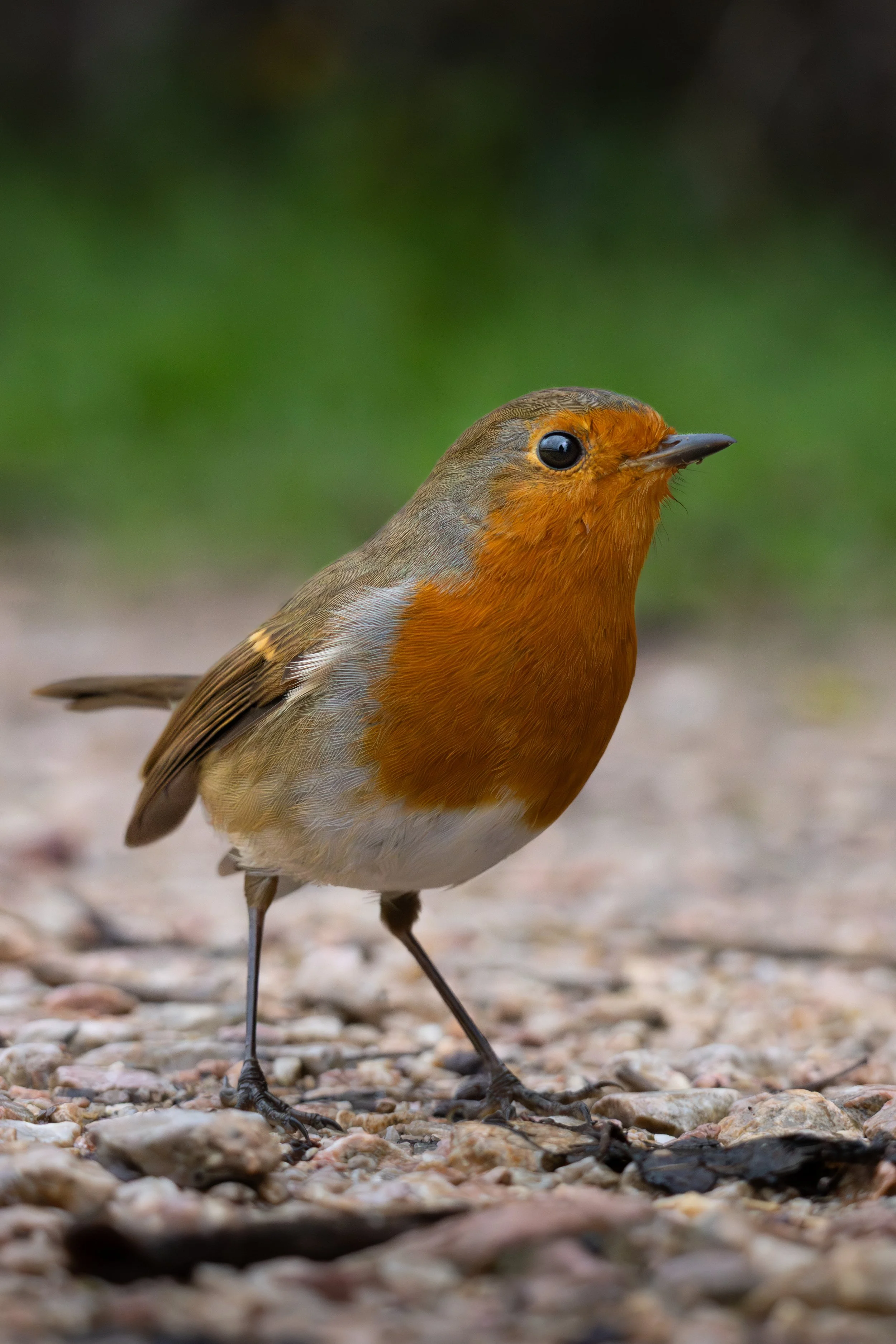 Close-up of a European robin standing on a gravel ground with a blurred green background.
