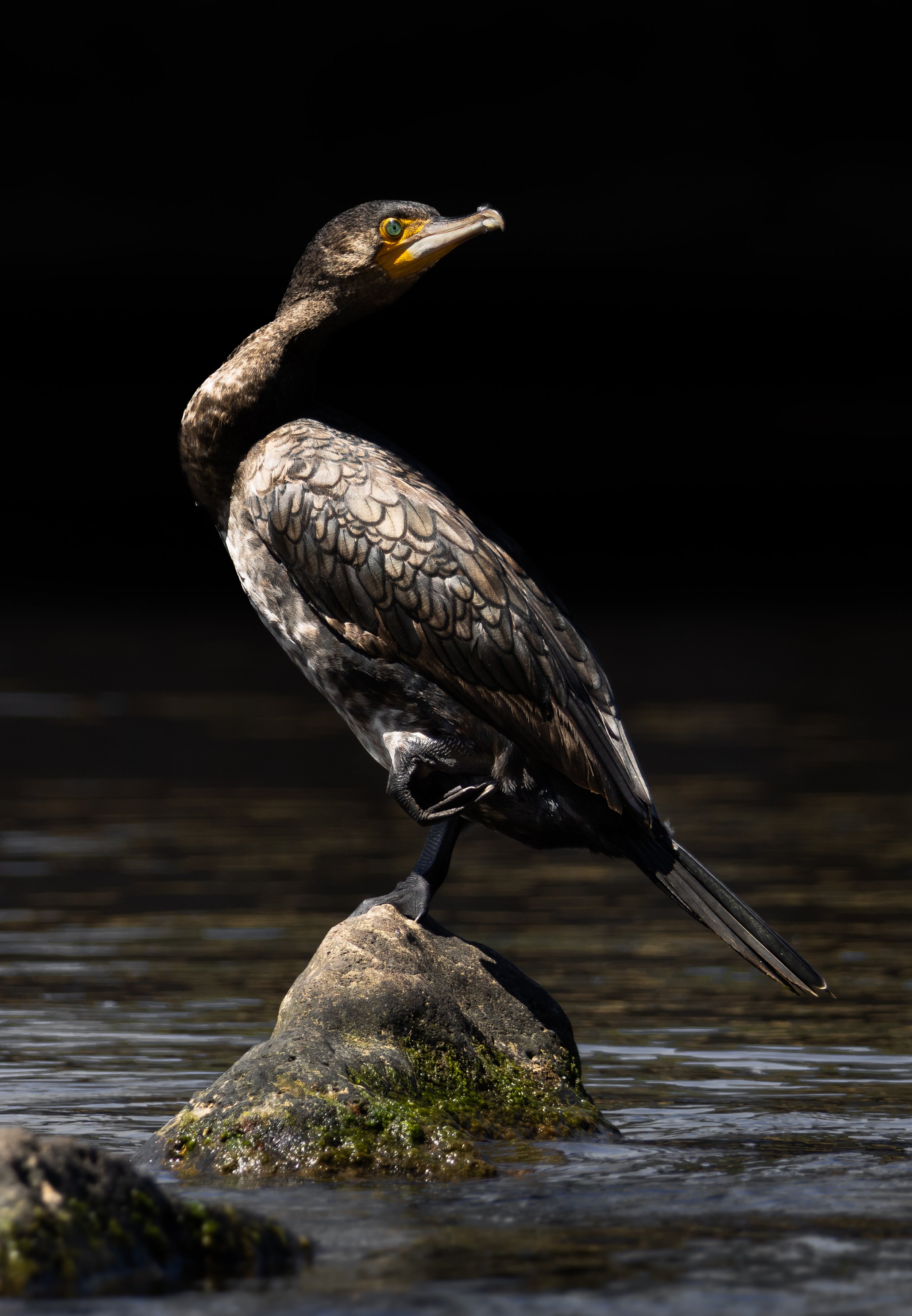 A bird, possibly a cormorant, perched on a rock in water, with a dark background and sunlight illuminating its feathers.