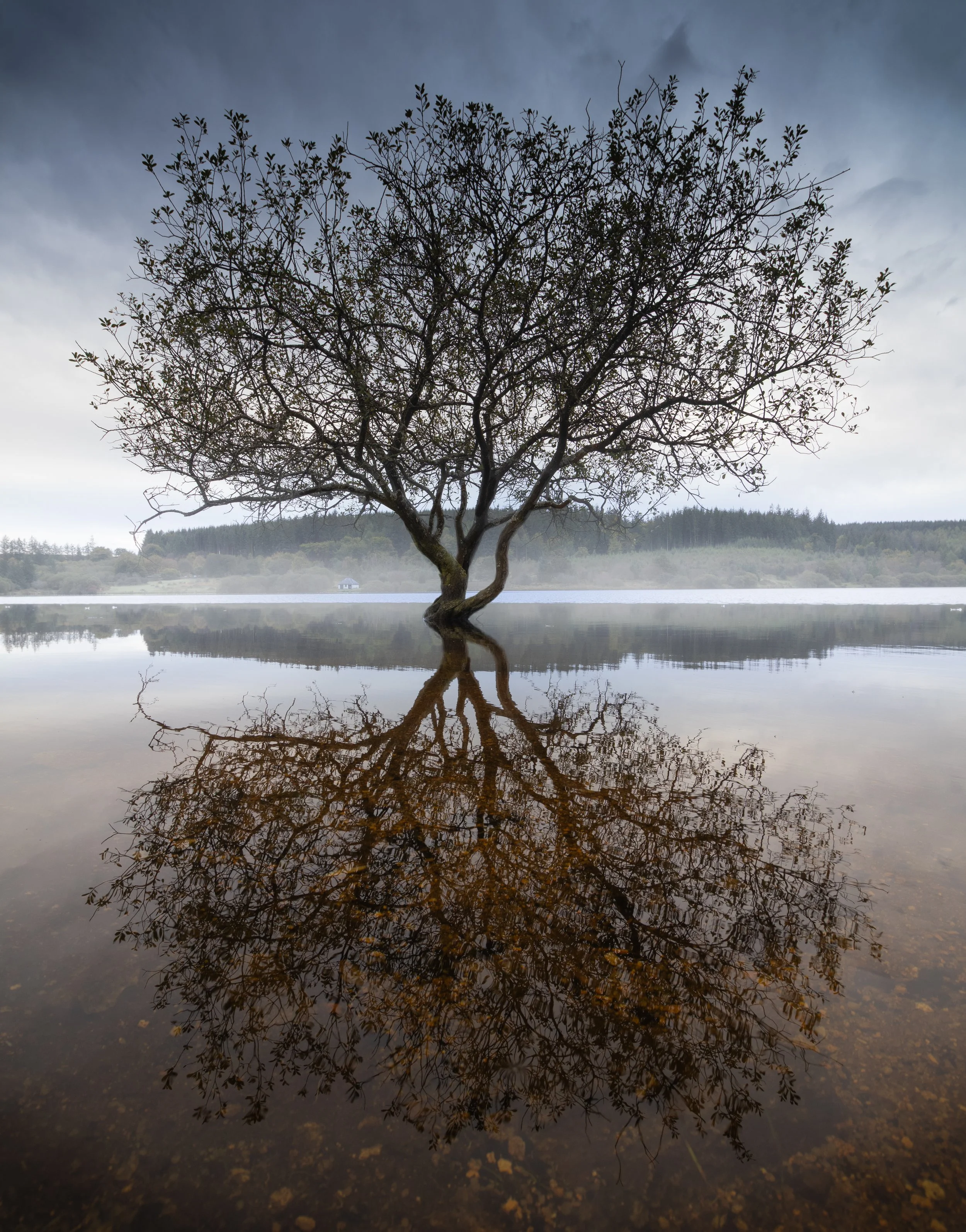 Tree with bare branches reflected in calm water with overcast sky