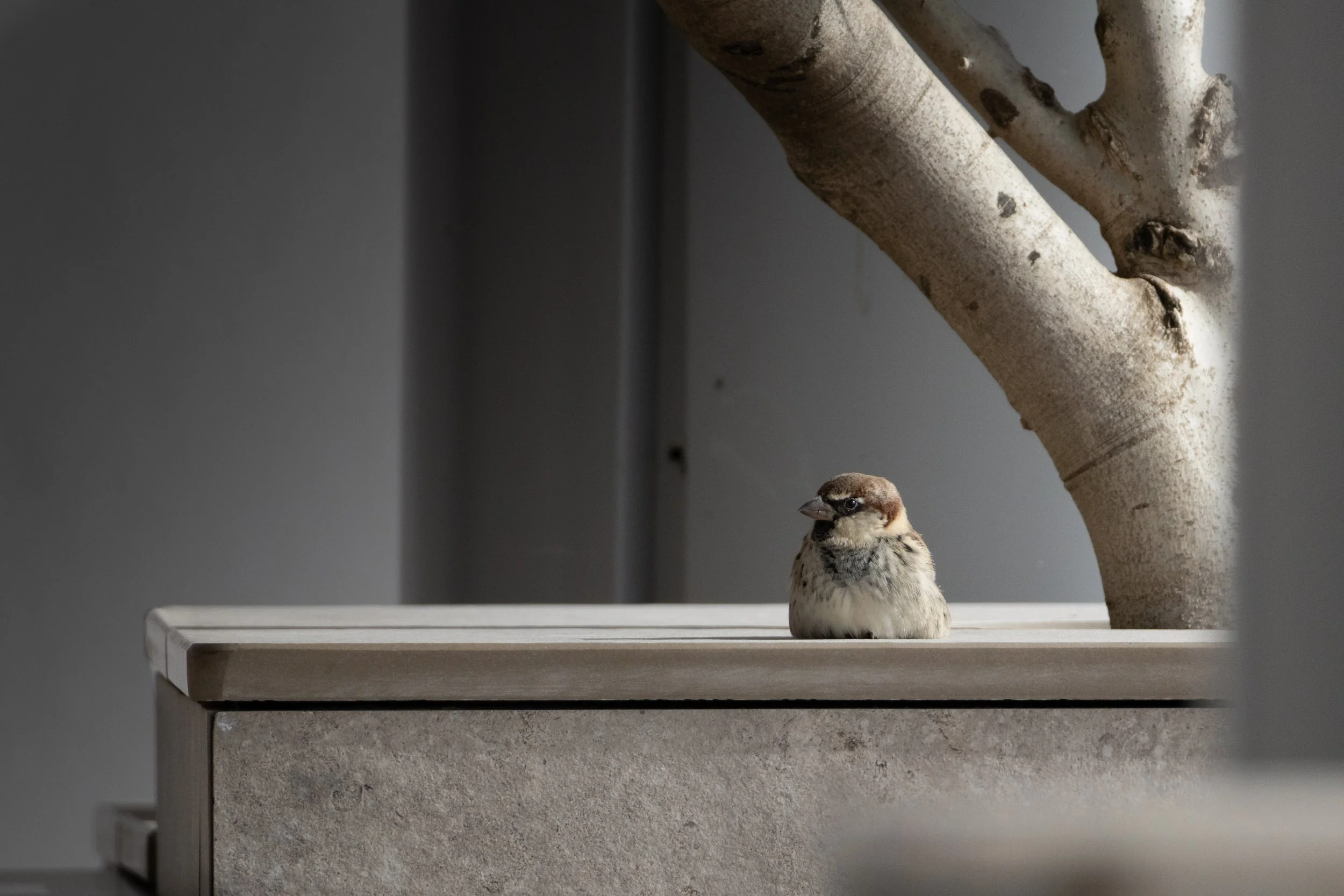 A small sparrow bird sitting on a concrete surface with a gray background and part of a tree trunk visible on the right side.